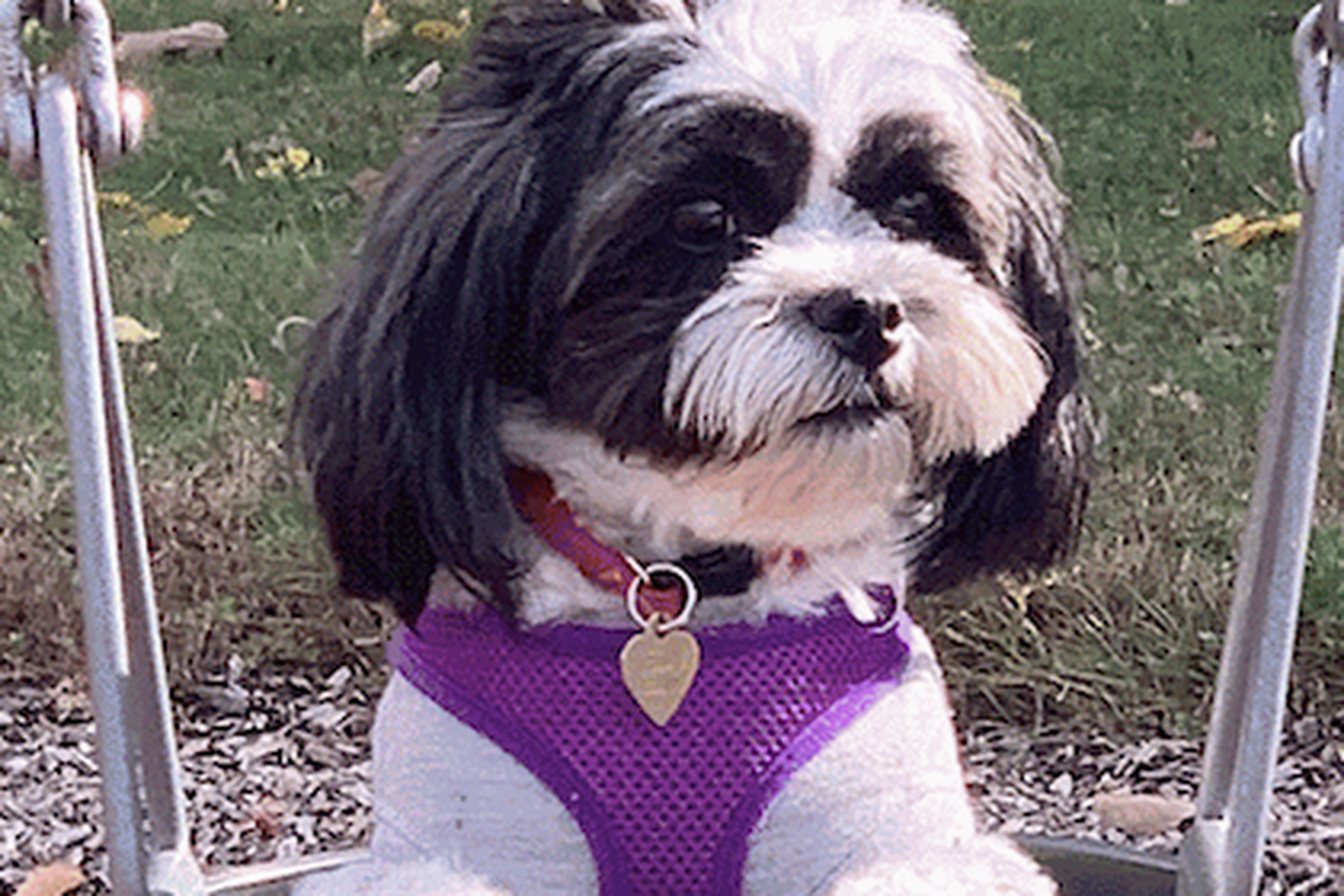 Bella, a Shih Tzu dog