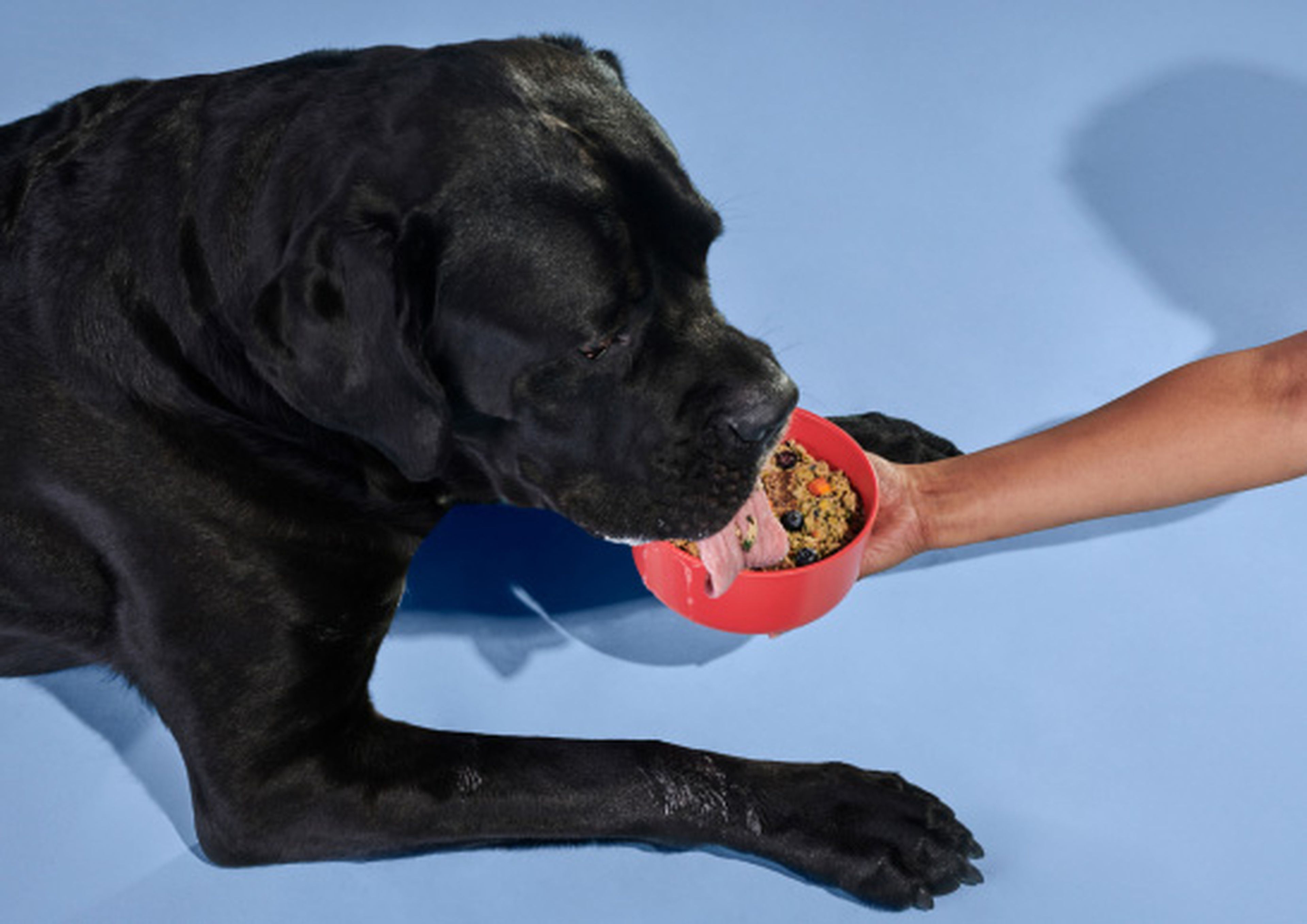 Large black dog eating out of a bowl