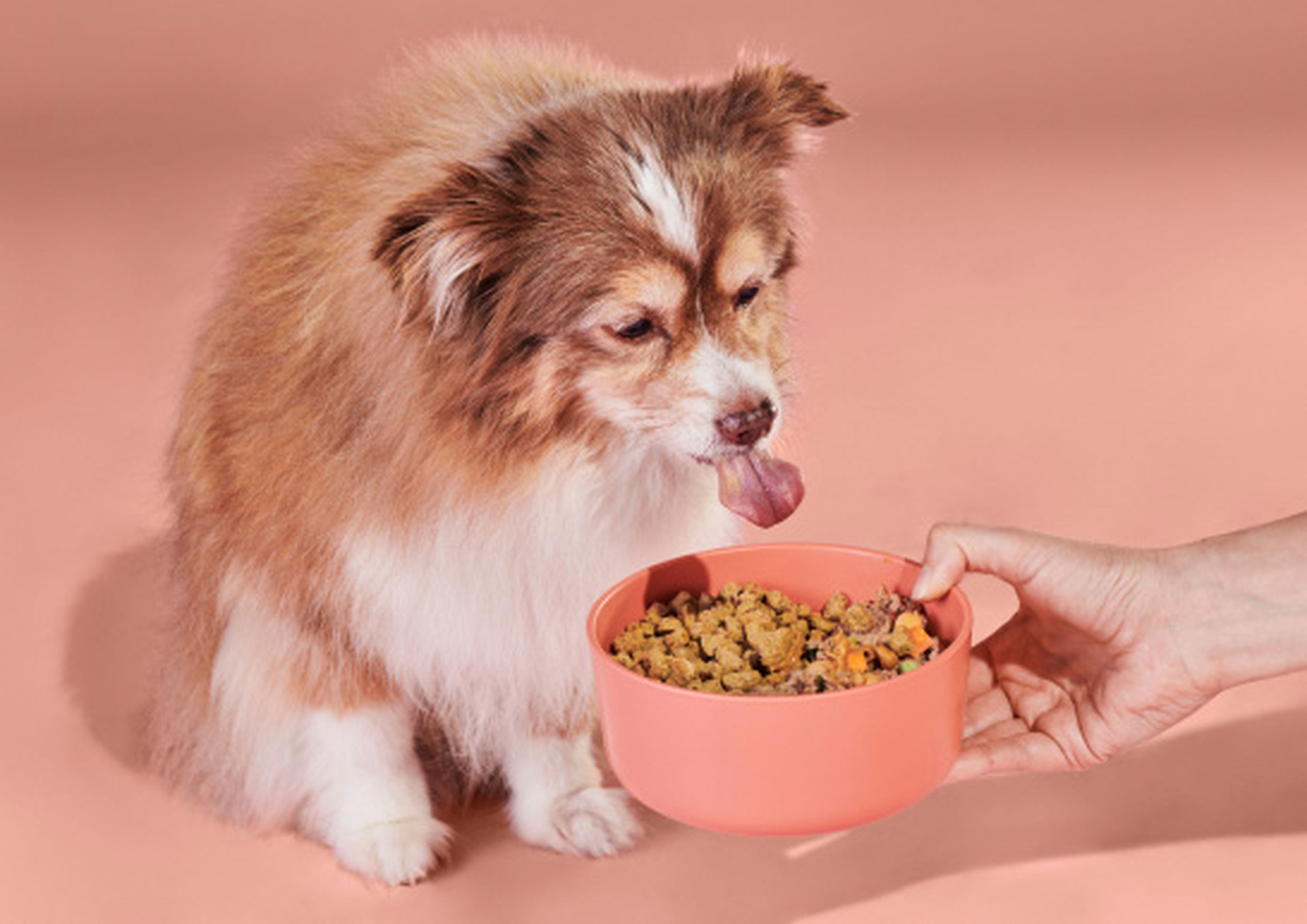 Small dog eating out of a bowl