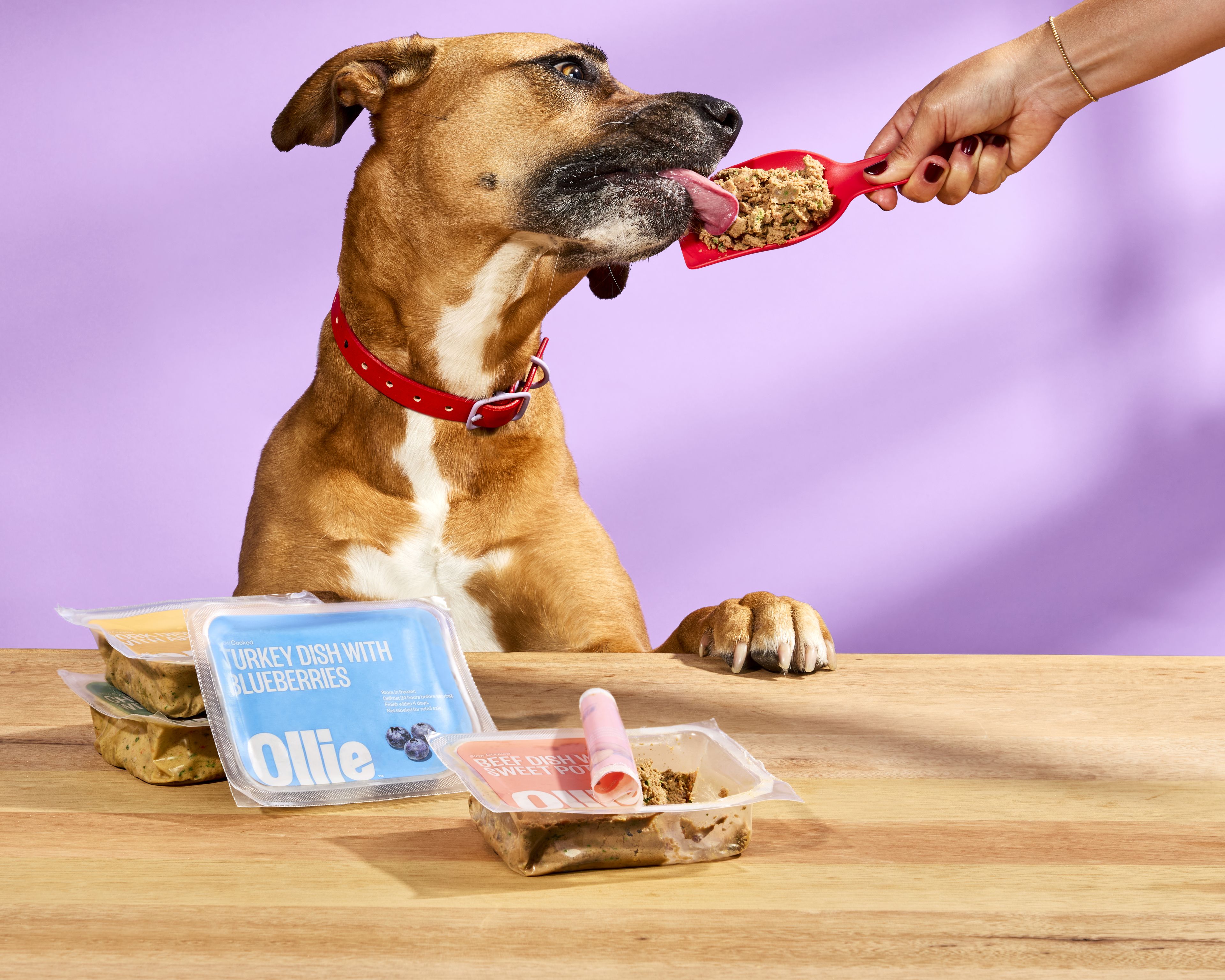 Dog enjoying Ollie flavors