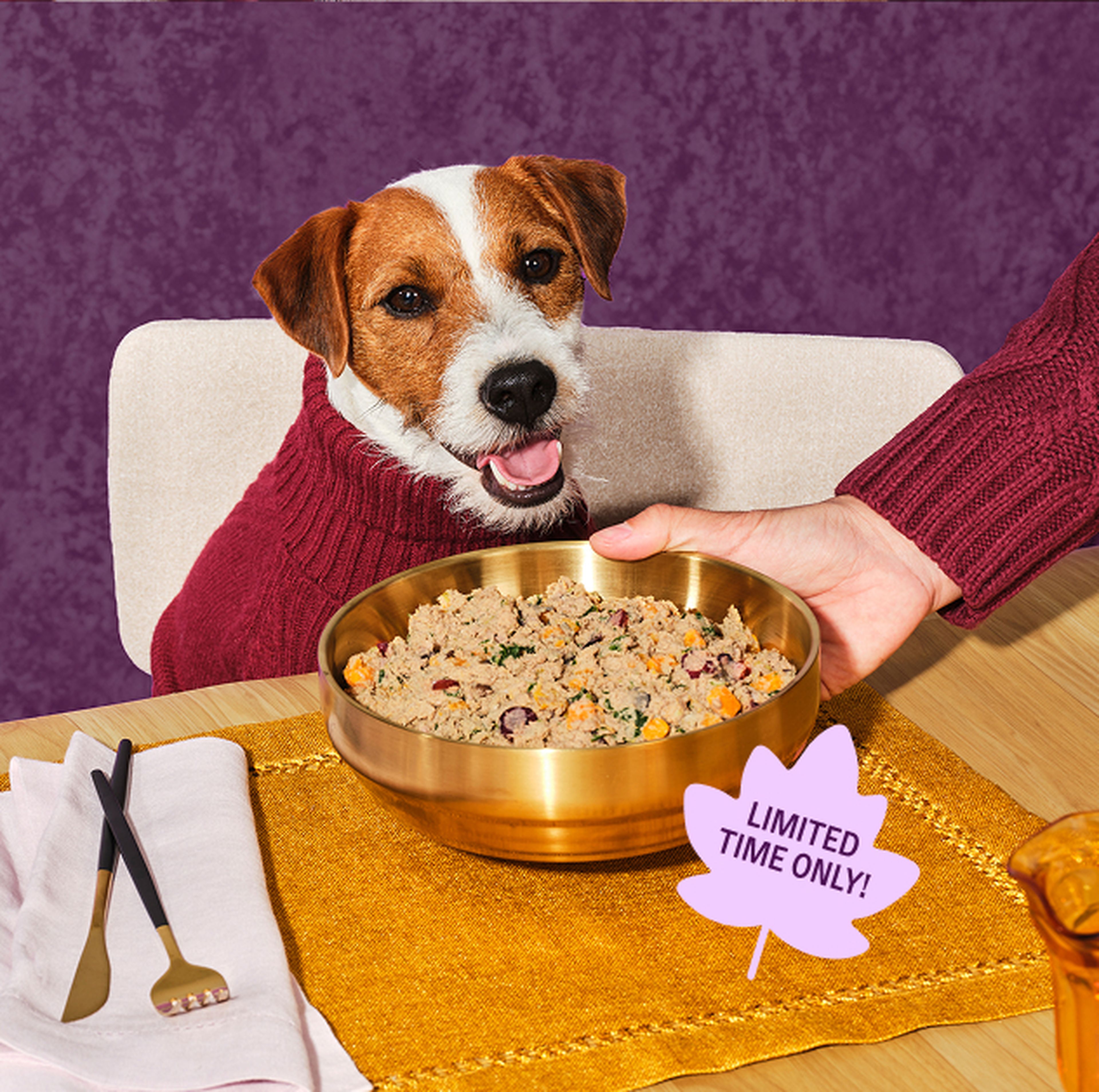 A dog wearing a red sweater sits at a table with a large bowl of Ollie dog food. A hand offers the bowl, labeled "Limited Time Only!"