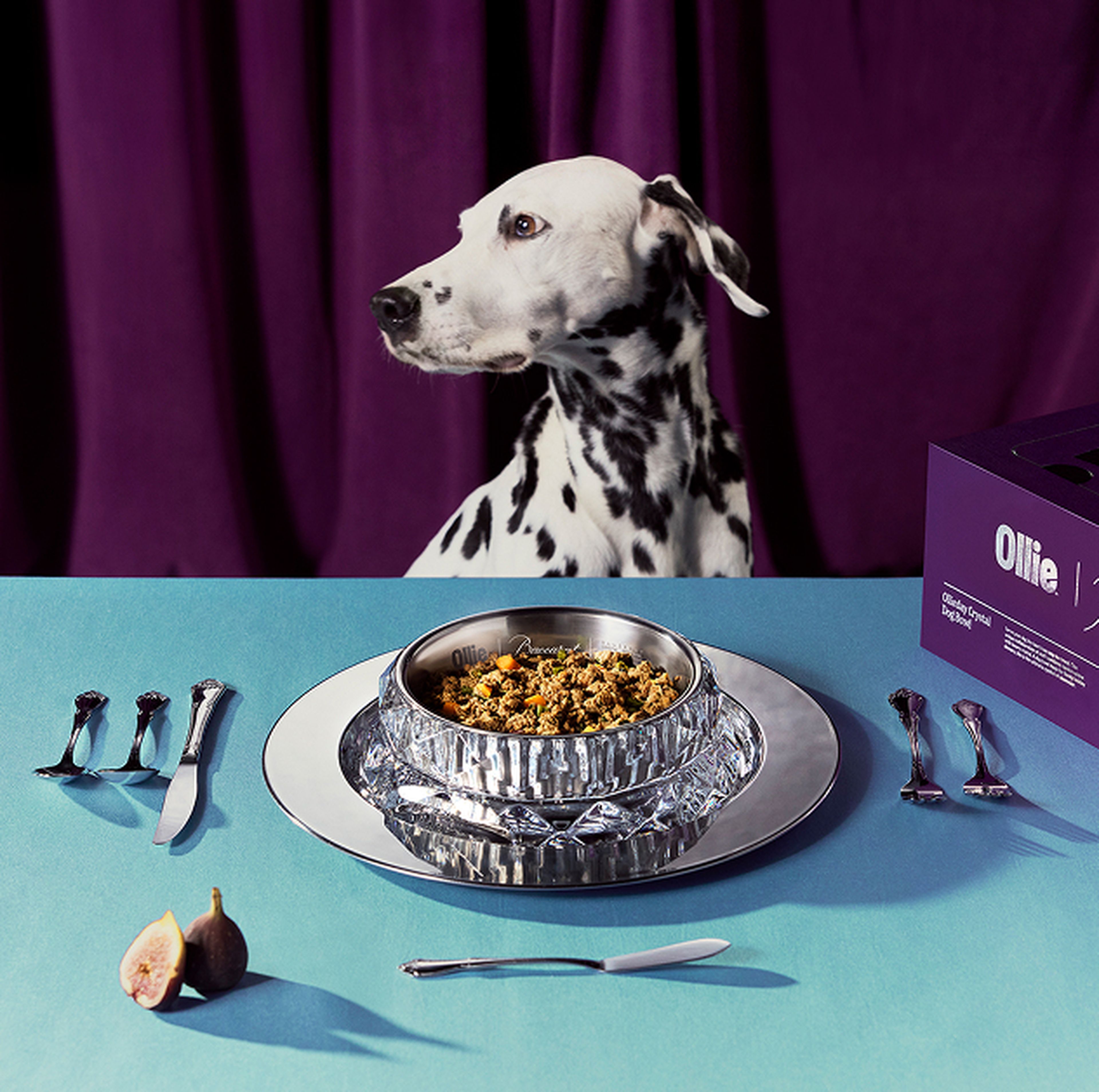 Dalmatian dog sitting at a table with a fancy bowl of pet food, cutlery, a fig, and a purple box labeled "Ollie" on a blue tablecloth.