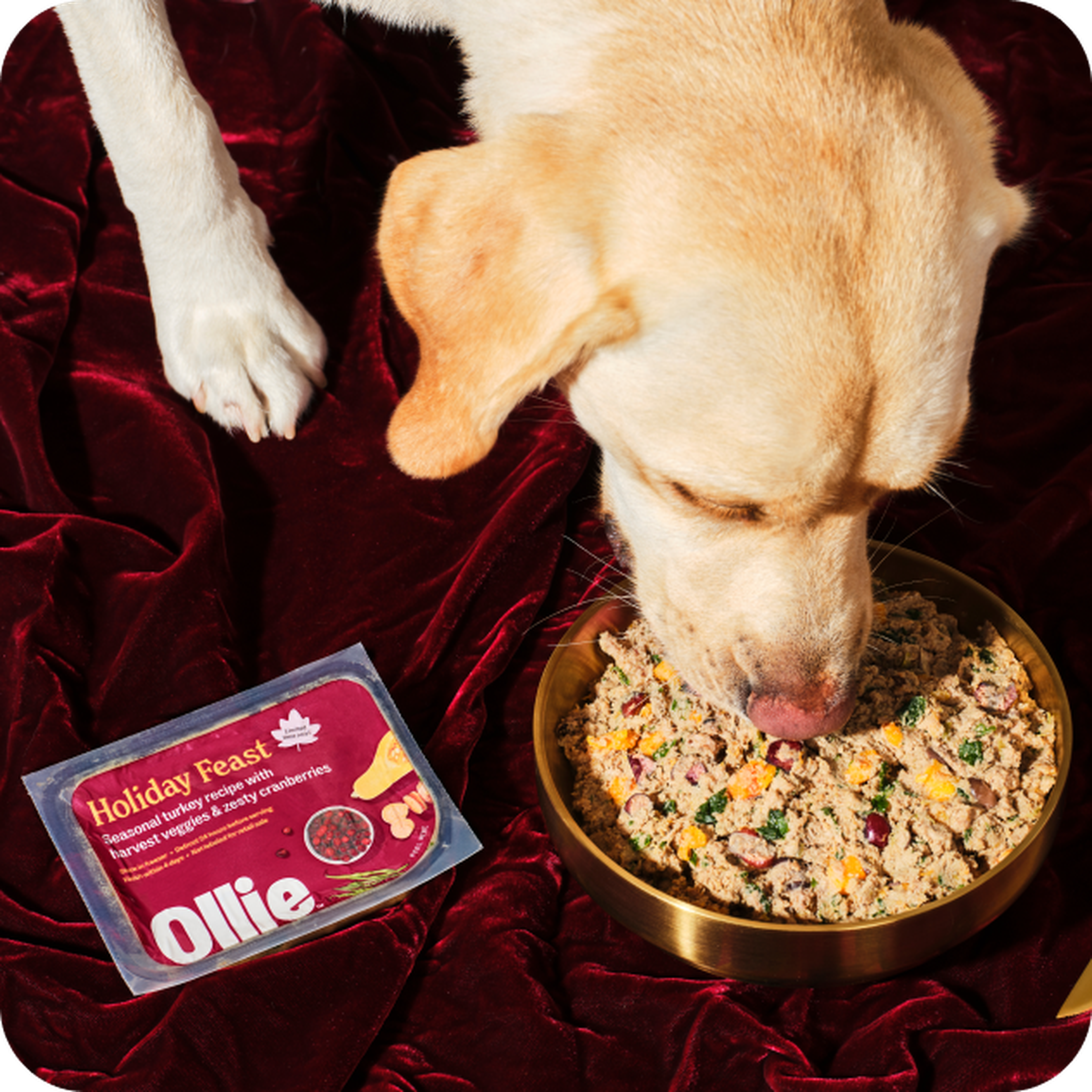 A dog eating from a bowl filled with a festive meal, placed on a red velvet cloth, beside a package labeled "Holiday Feast" by Ollie.
