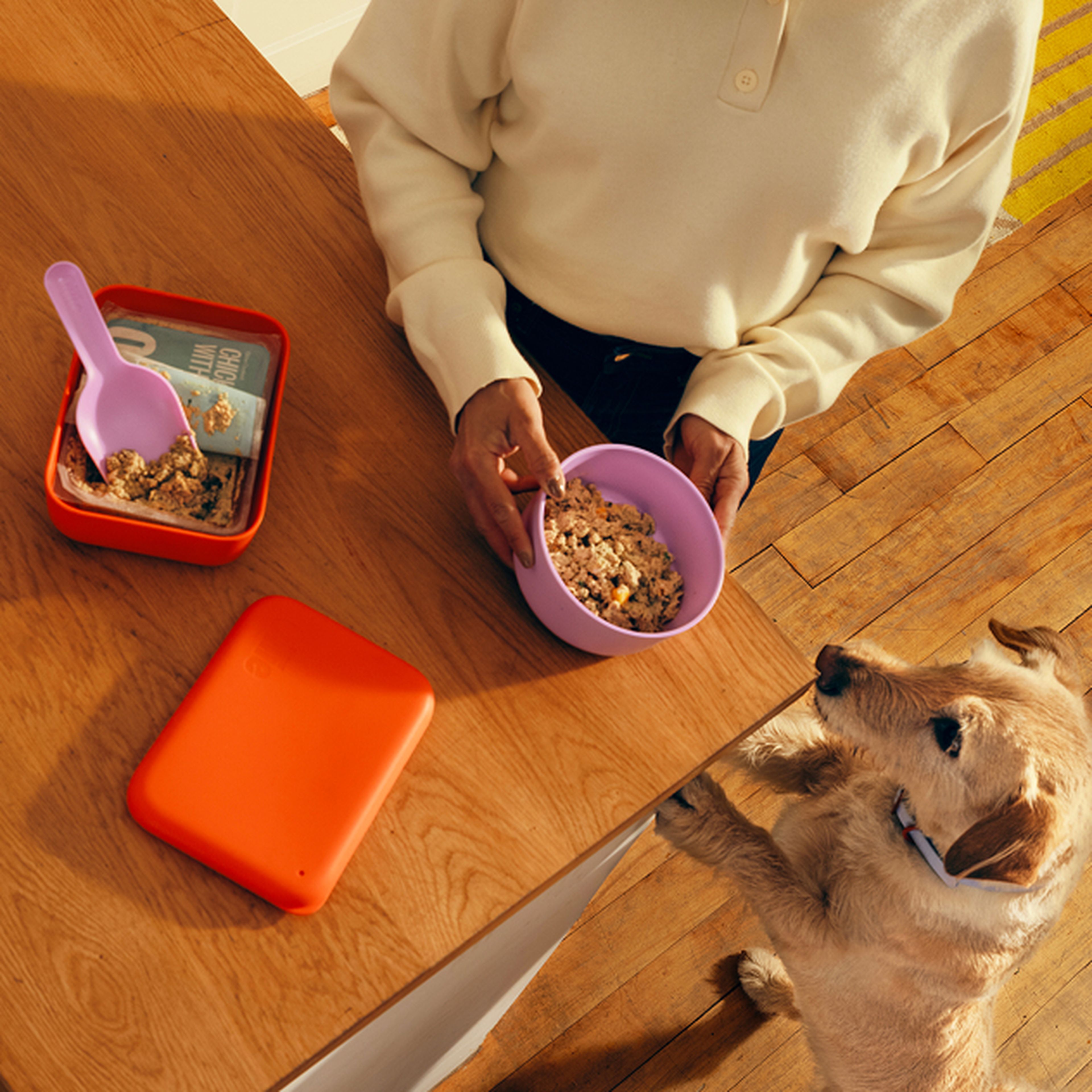 A person in a cream sweater holds a purple bowl with Ollie's fresh food in it, at a wooden table while a dog looks up eagerly.