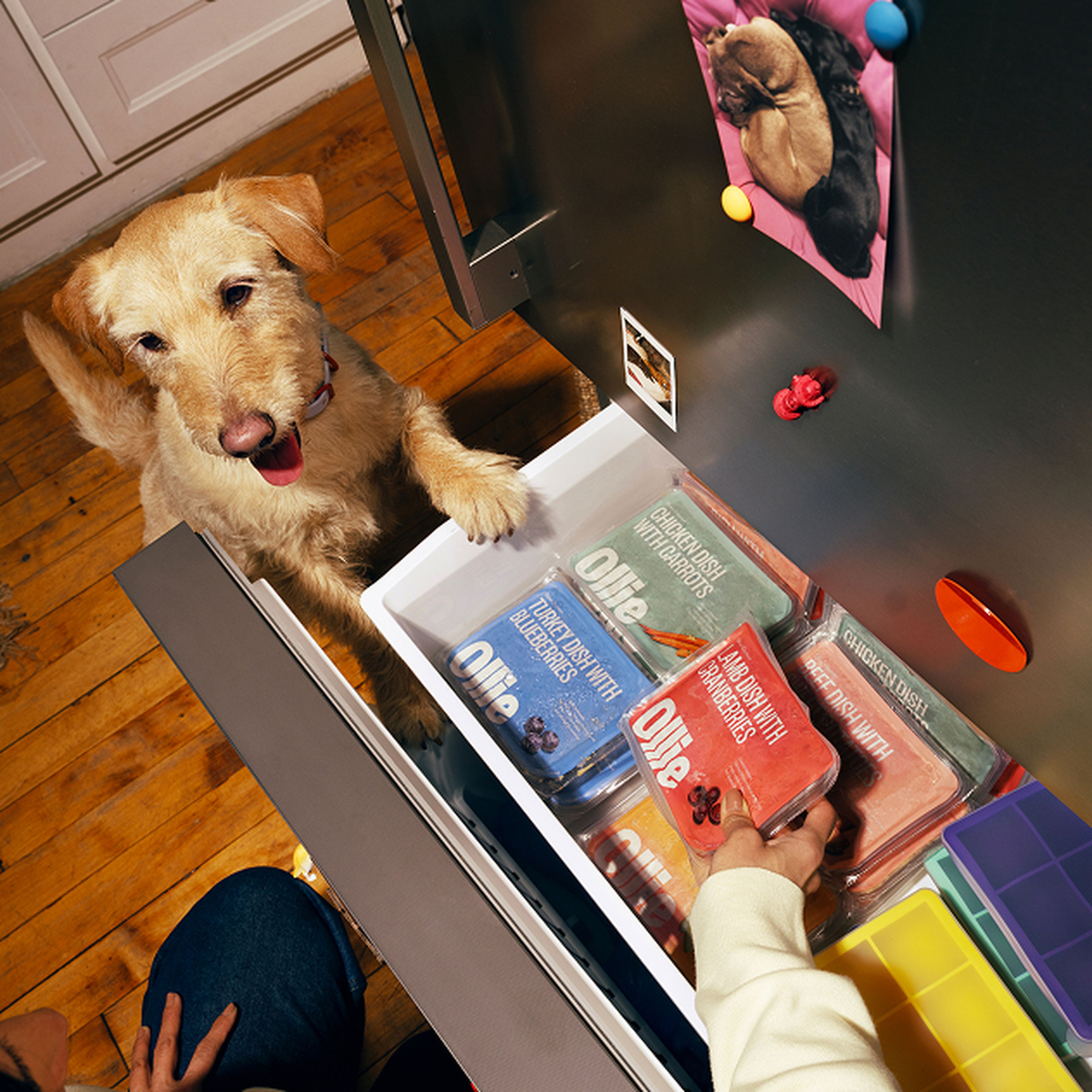 A dog eagerly looks at a person opening a freezer drawer filled with packaged dog food. A picture of a puppy is on the fridge door.