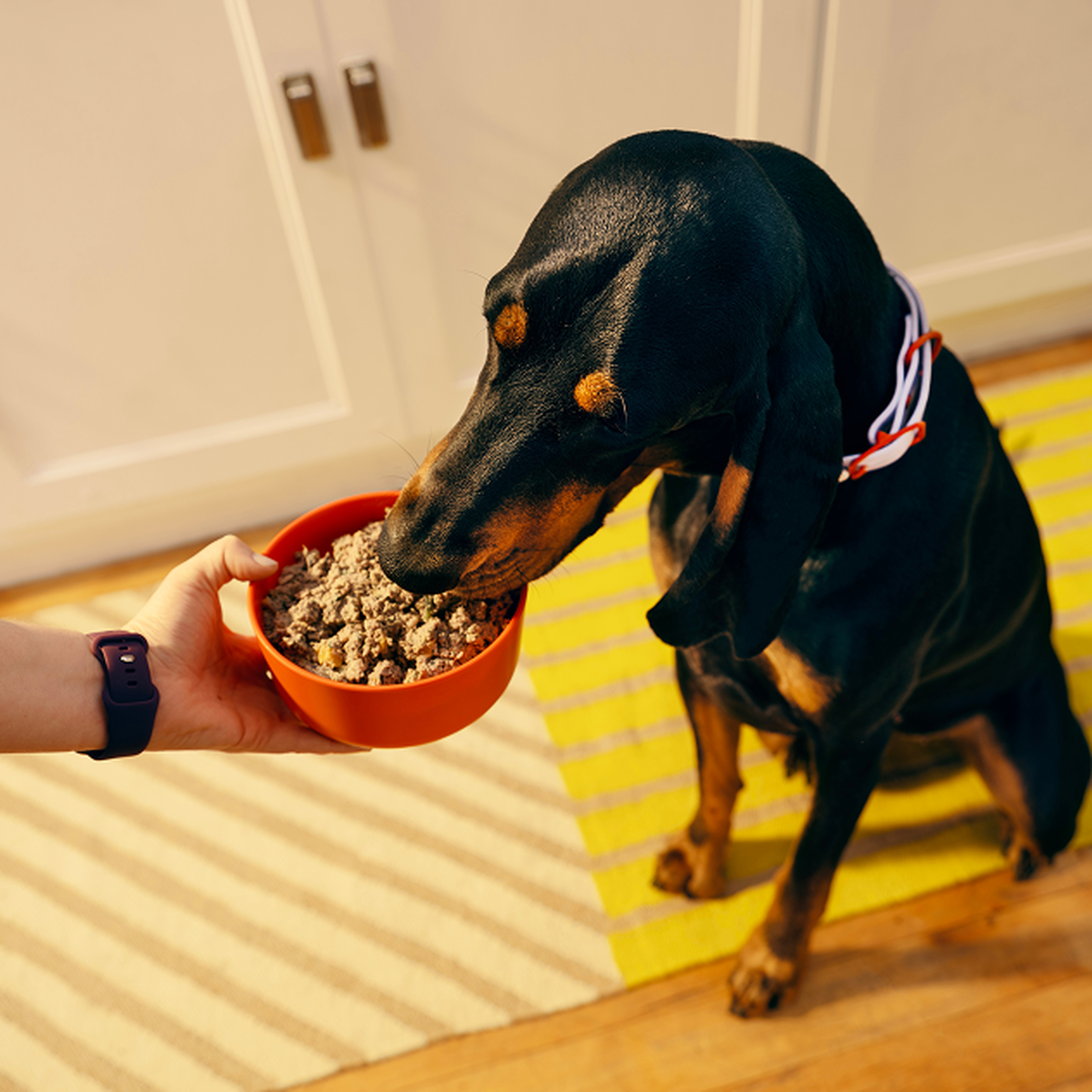 A black and tan dog wearing a bandana sniffs a bowl of dog food held by a person wearing a purple watchband in a kitchen setting.