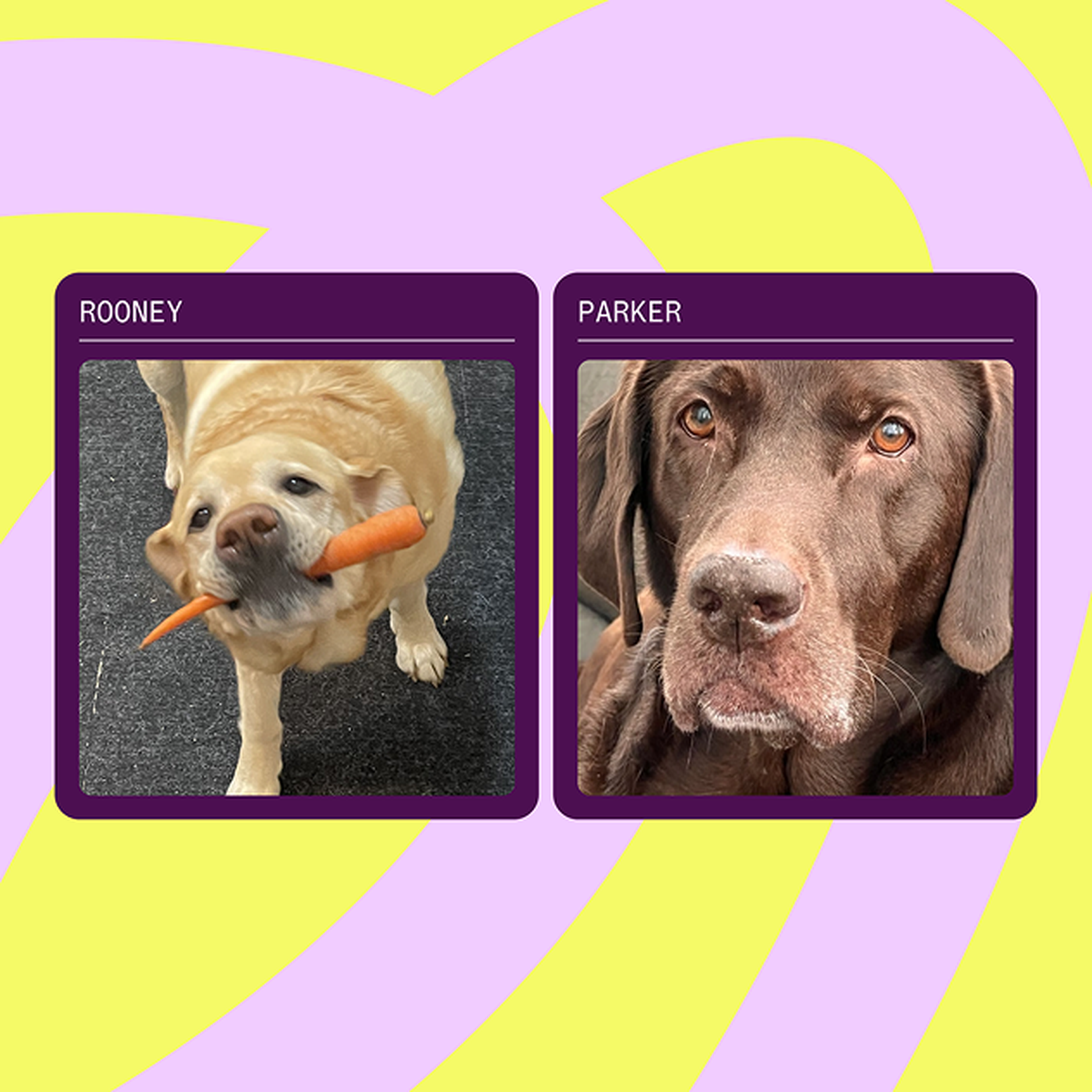 A yellow dog named Rooney holds a carrot, and a brown dog named Parker gazes forward. Both are in separate purple-bordered frames on a colorful background.