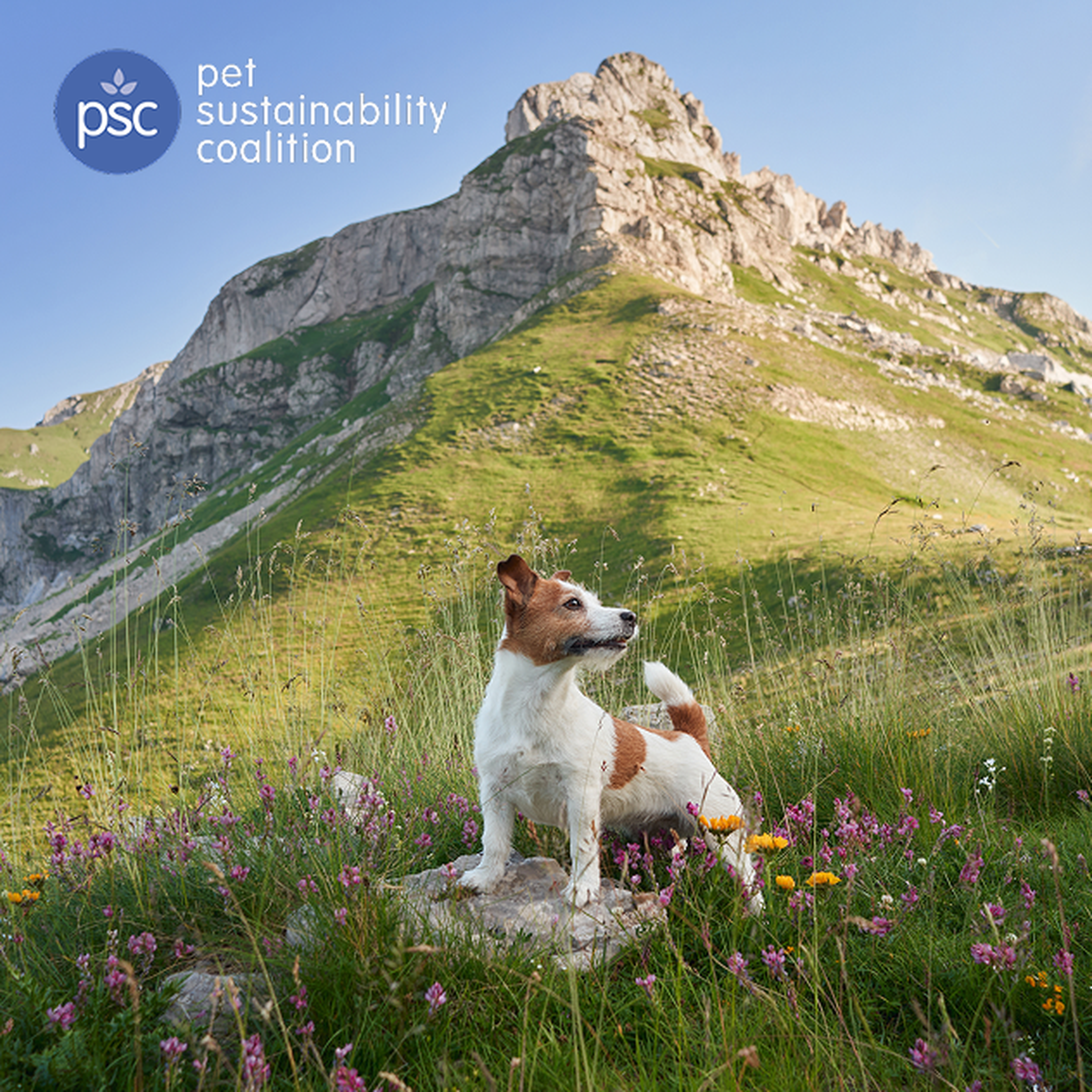 A small dog stands among wildflowers, looking alert, with a backdrop of a rocky green mountain under a clear blue sky.