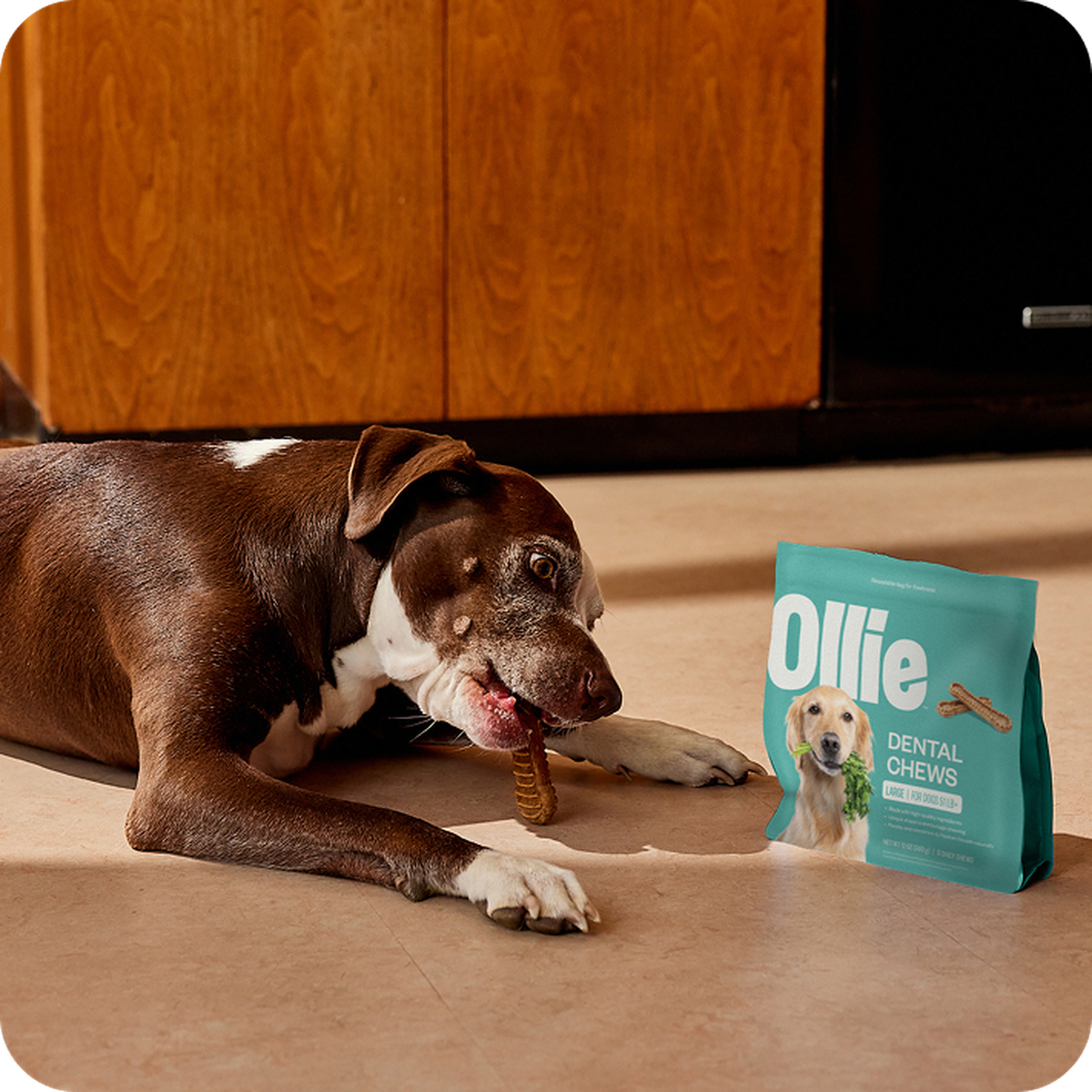 A brown and white dog chews on a dental treat beside a bag of Ollie Dental Chews on a kitchen floor with wooden cabinets in the background.