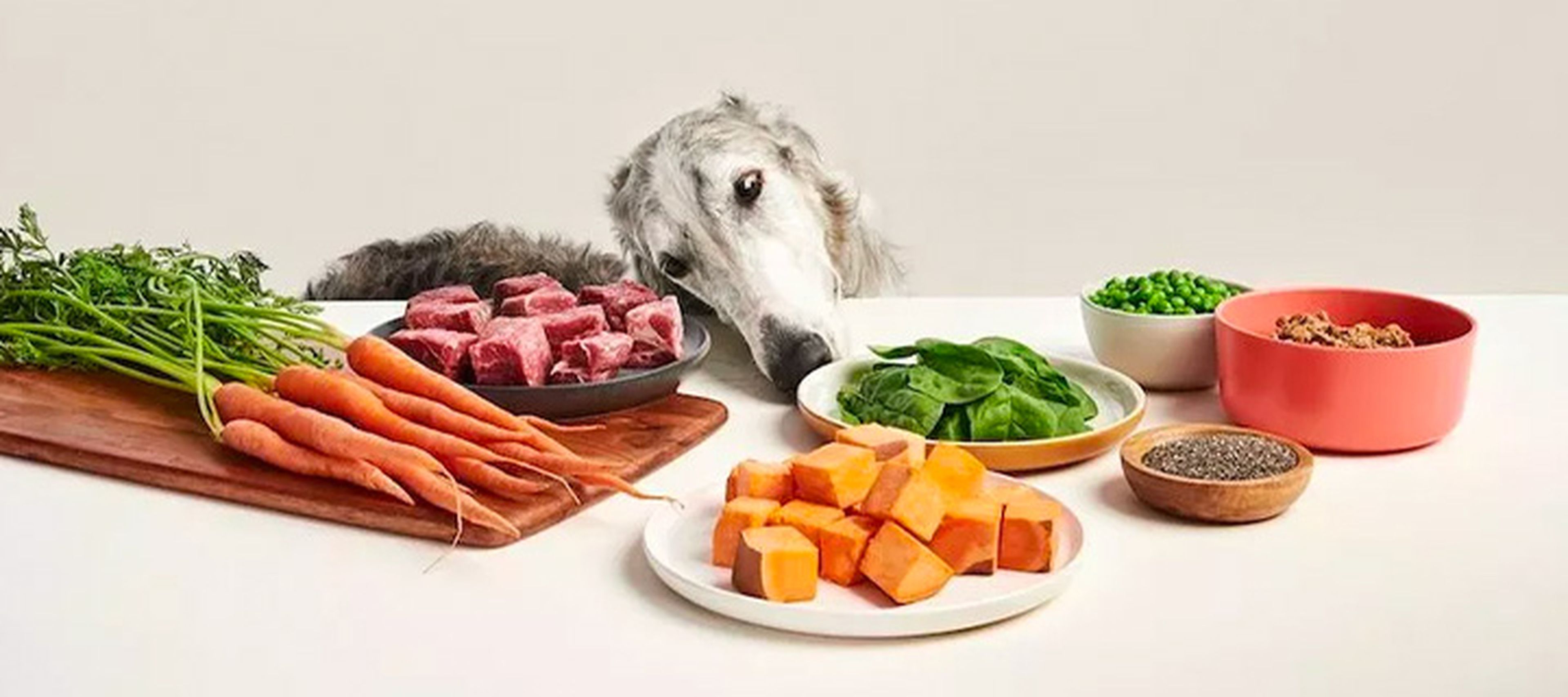 Dog eating Ollie's fresh dog food with fresh ingredients on a table.