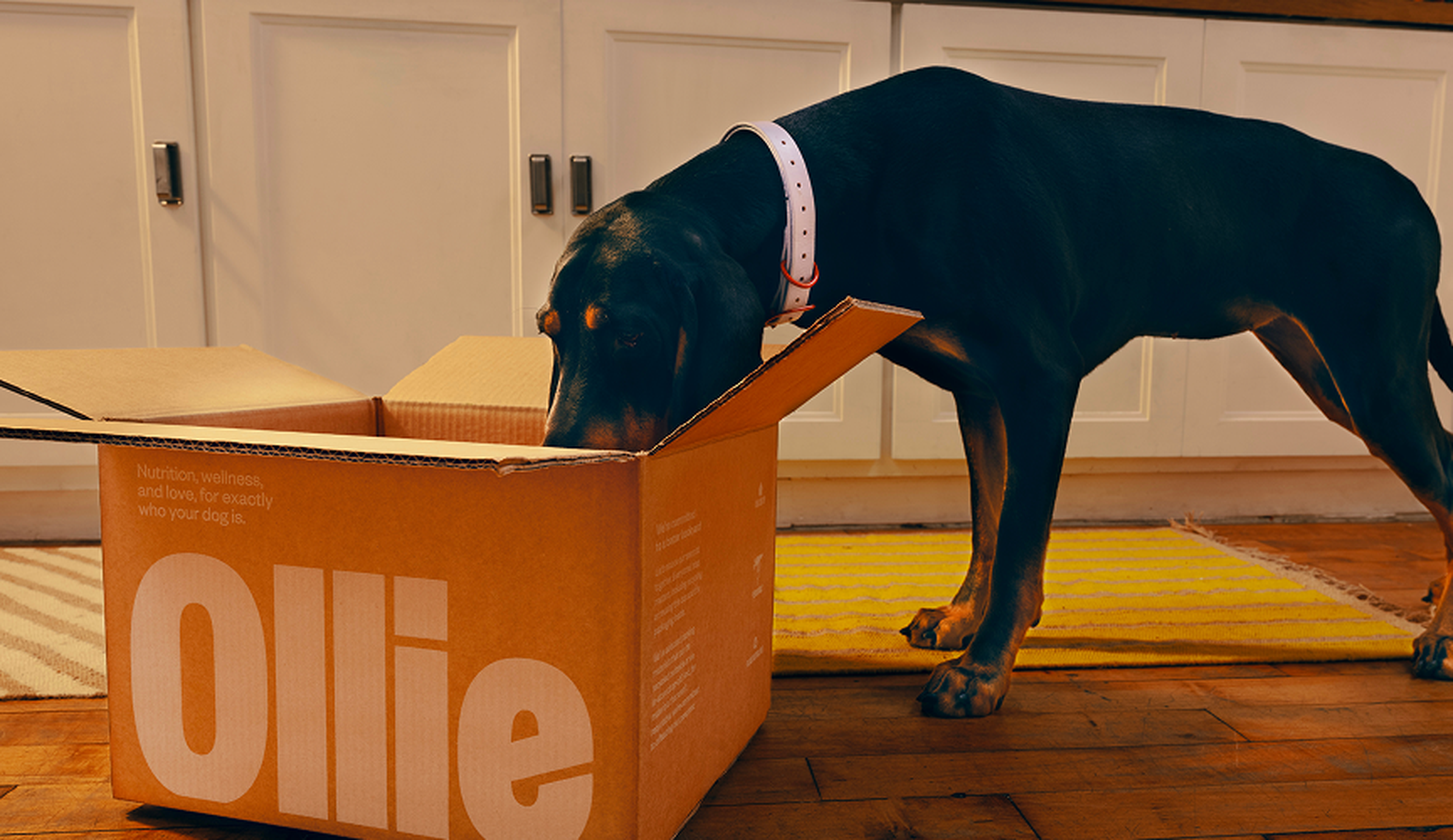 A dog with a white collar sniffs inside a large cardboard box labeled "Ollie" in a kitchen with white cabinets and a yellow rug.