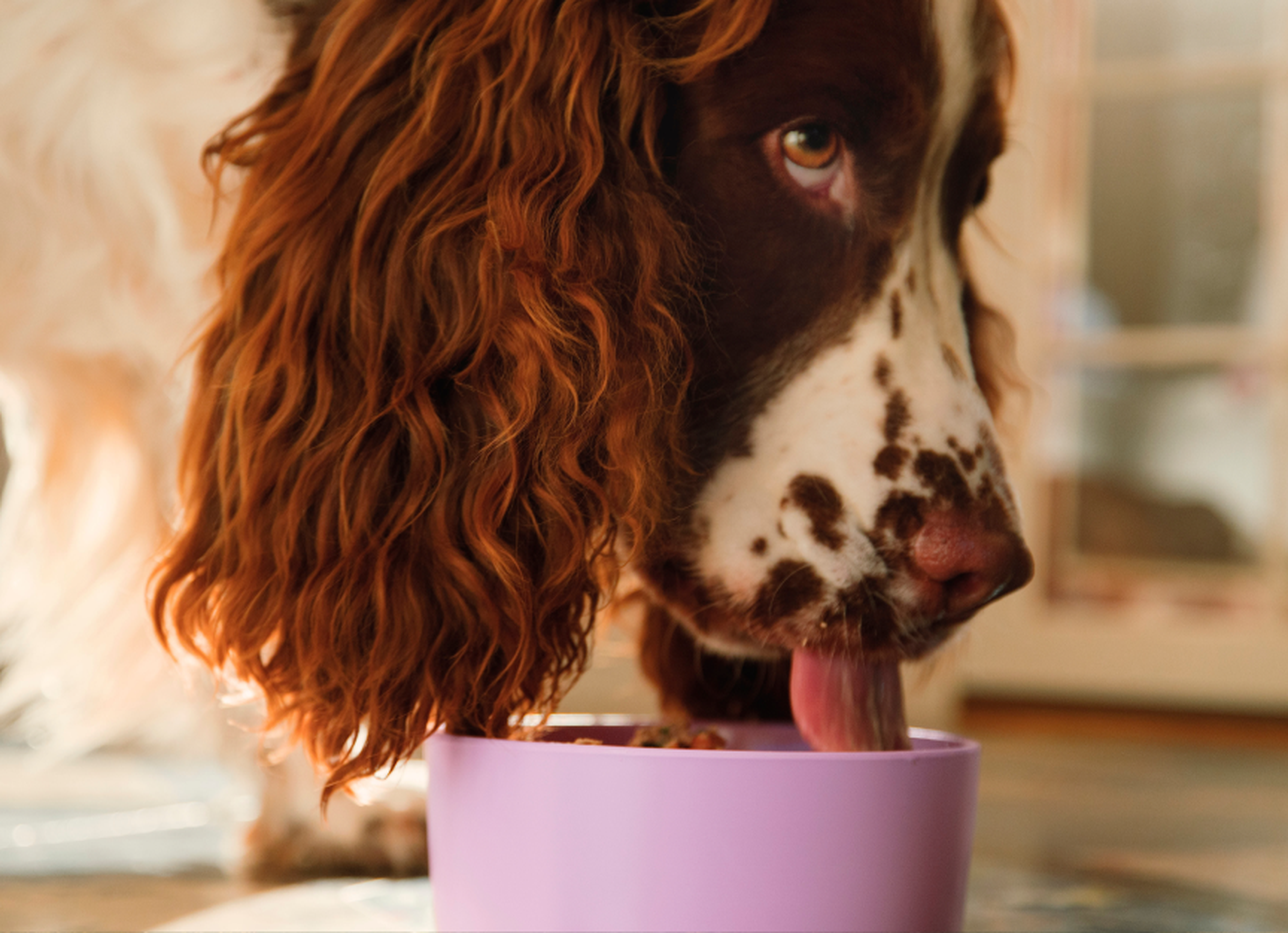 Brown and white dog with long ears eating from a purple bowl indoors.
