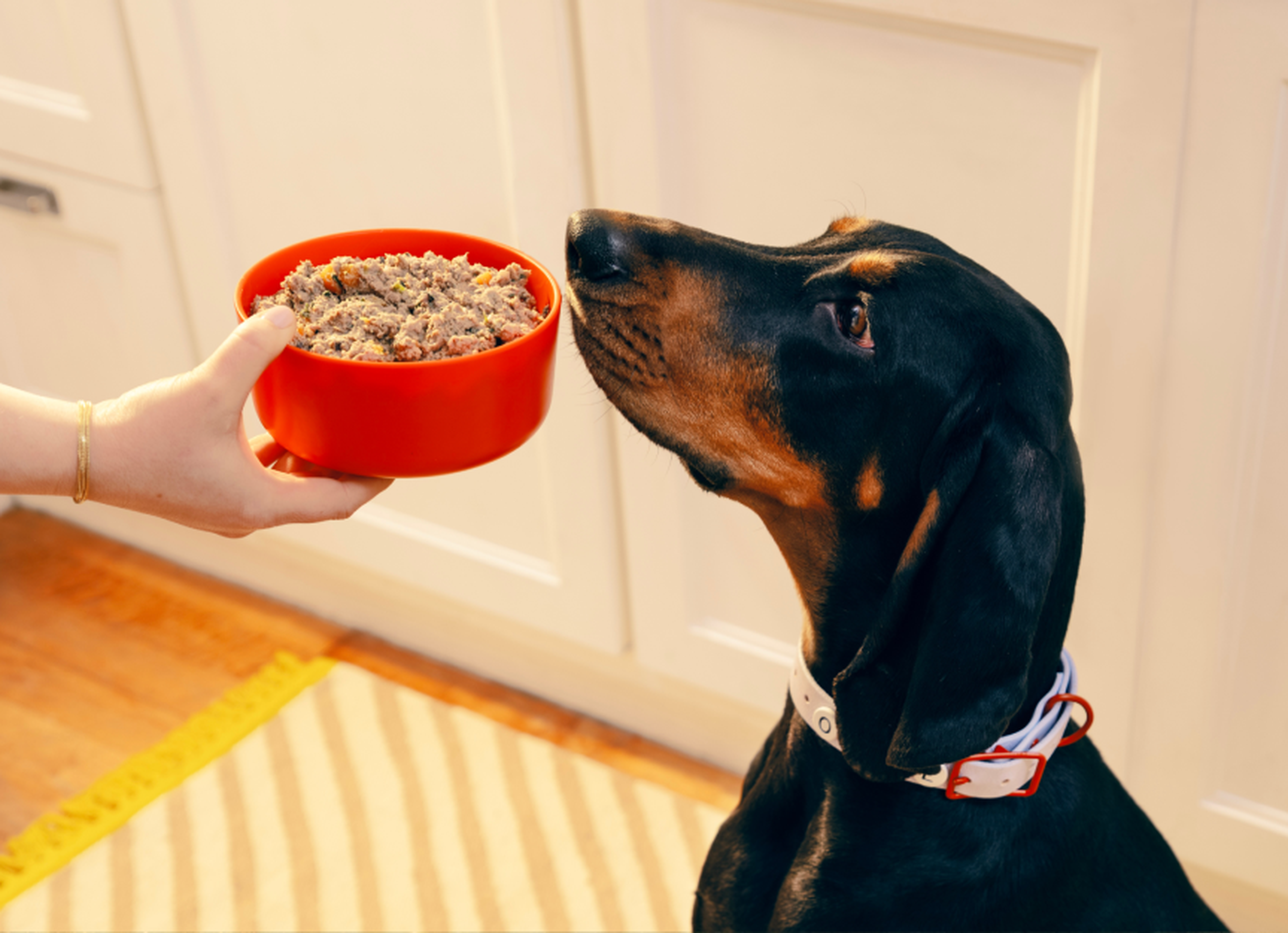 A dog wearing a white collar looks eagerly at a red bowl of food being offered by a hand in a kitchen setting.