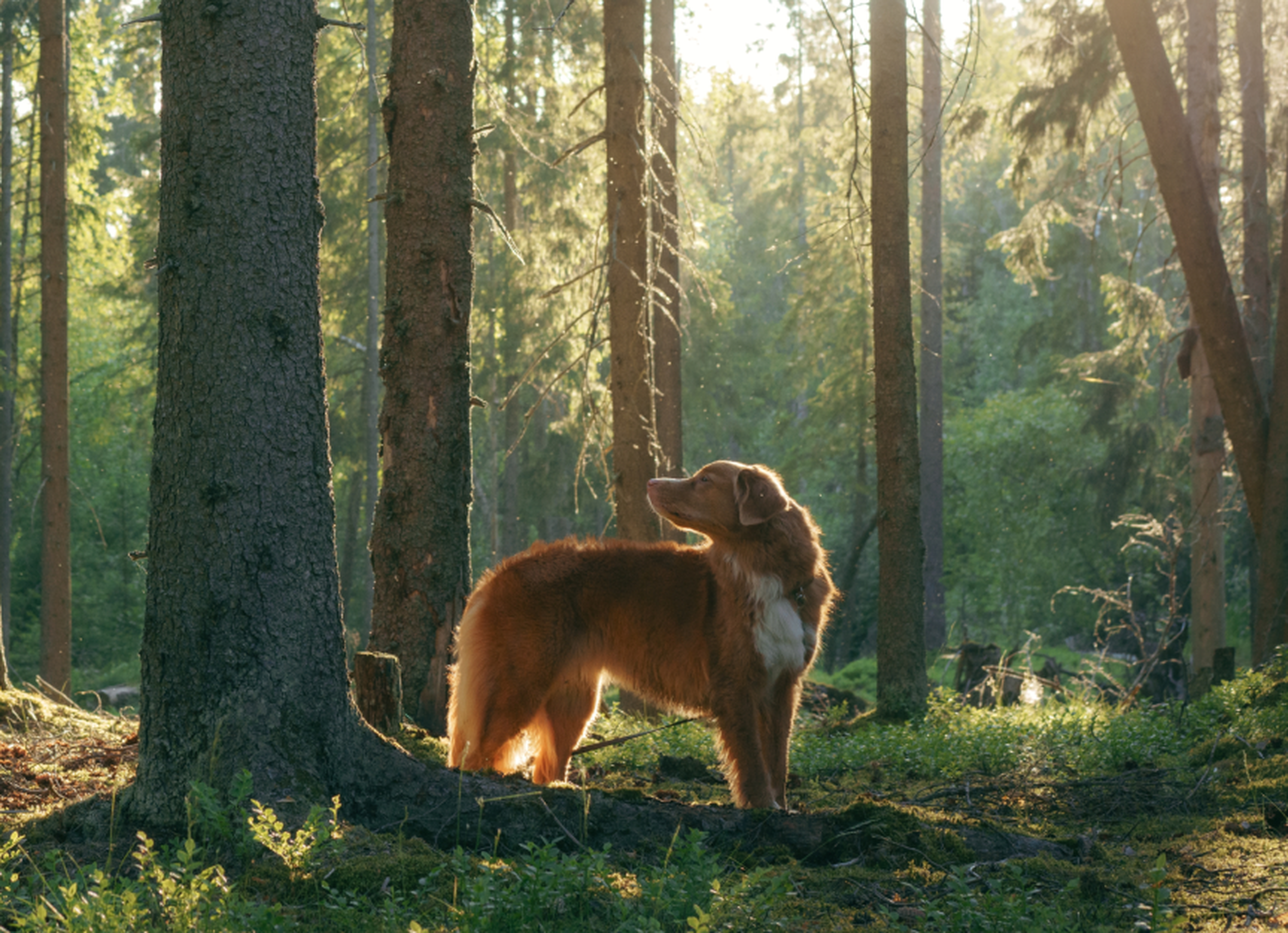 A brown and white dog stands in a sunlit forest, surrounded by tall trees and greenery.