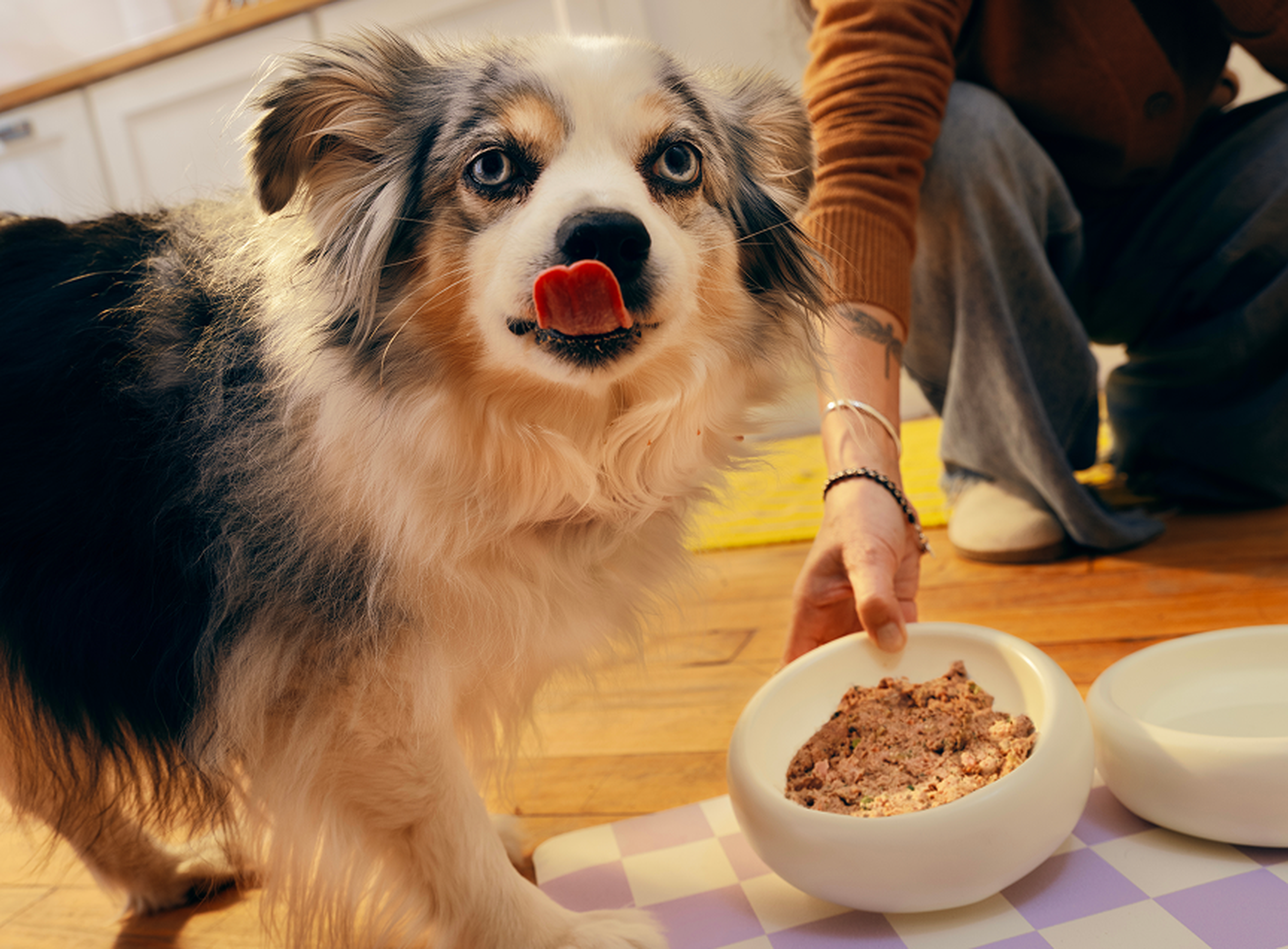 A fluffy dog licks its lips eagerly while a person places a bowl of Ollie fresh food on the floor beside it.