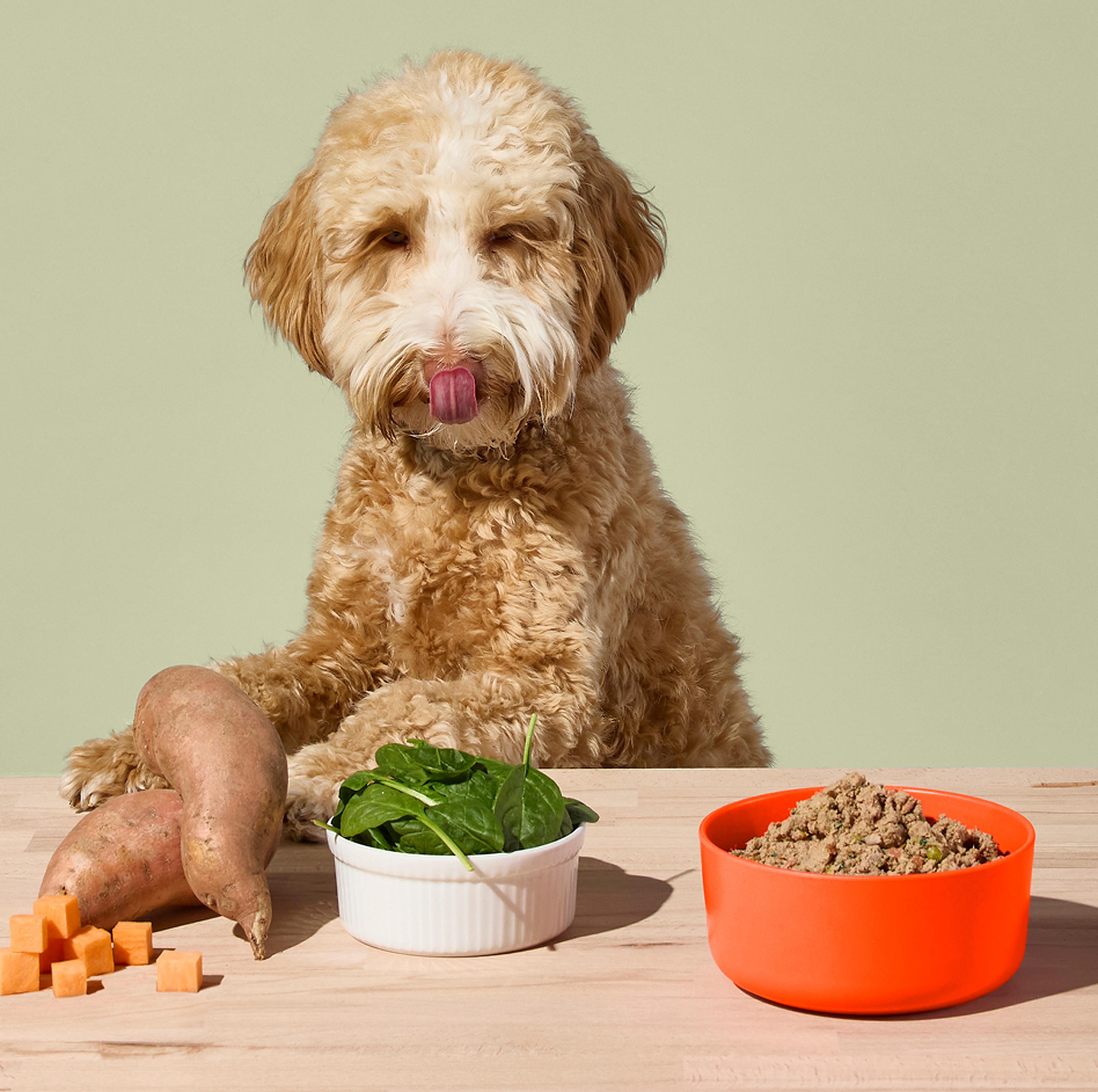 Fluffy dog licking lips next to sweet potatoes, spinach in a bowl, and a red bowl of fresh Ollie beef dog food on a table.