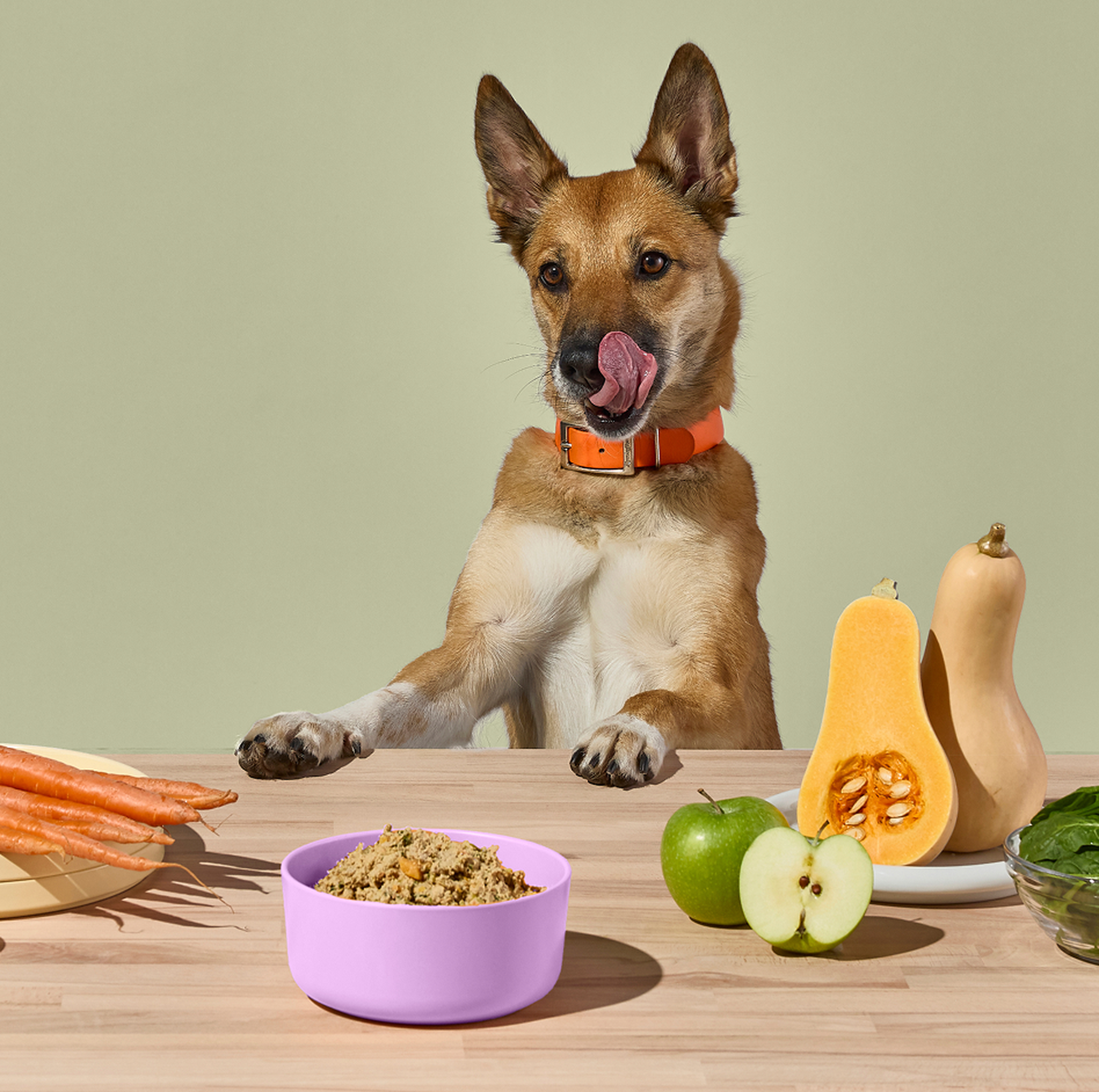 A dog with an orange collar licks its lips behind a table with carrots, fresh Ollie Pork dog food, an apple, butternut squash, and spinach.