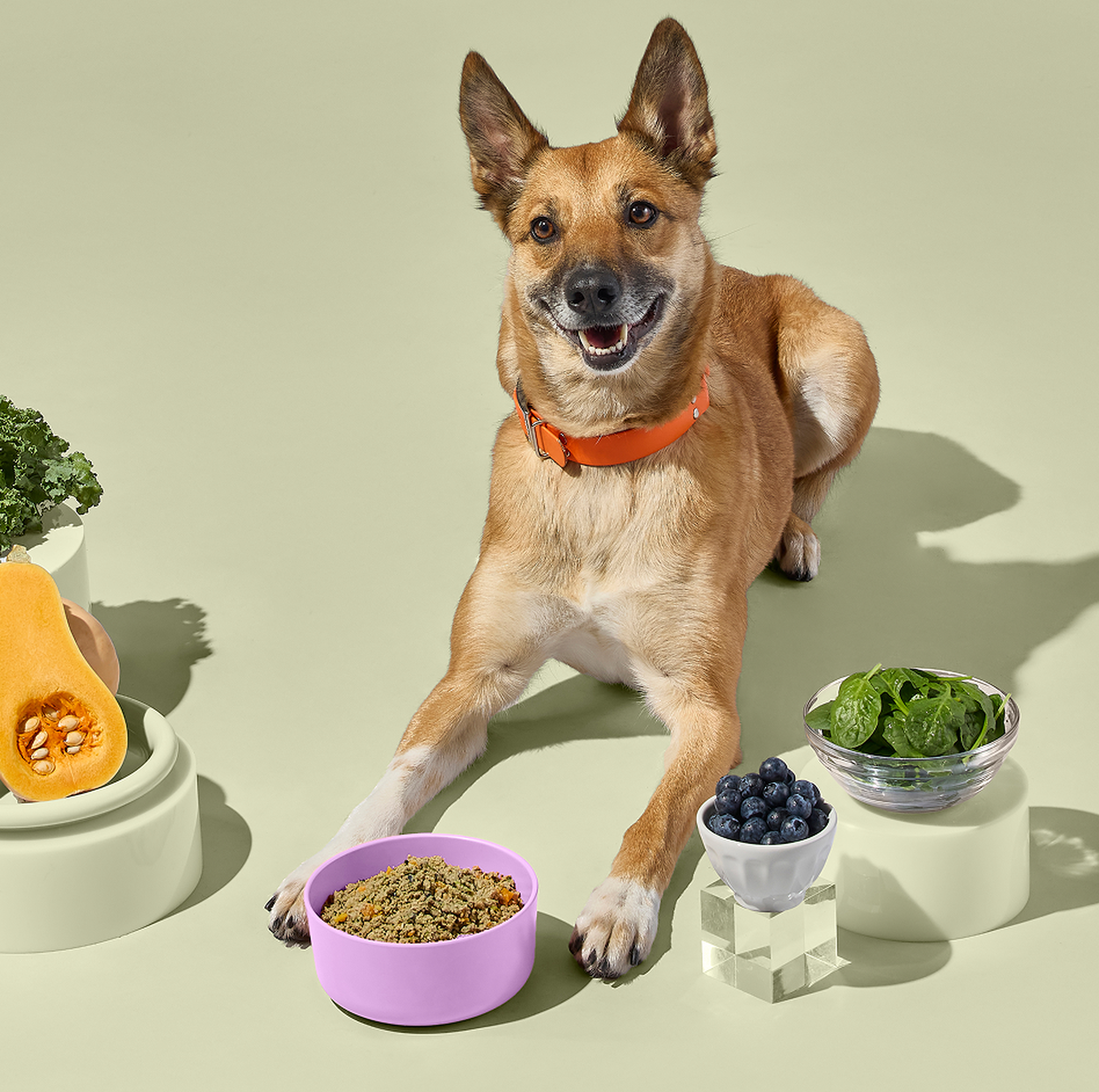 A happy dog with an orange collar, surrounded by a bowl of fresh Ollie Turkey recipe dog food, chopped squash, kale, spinach, and blueberries on a light background.