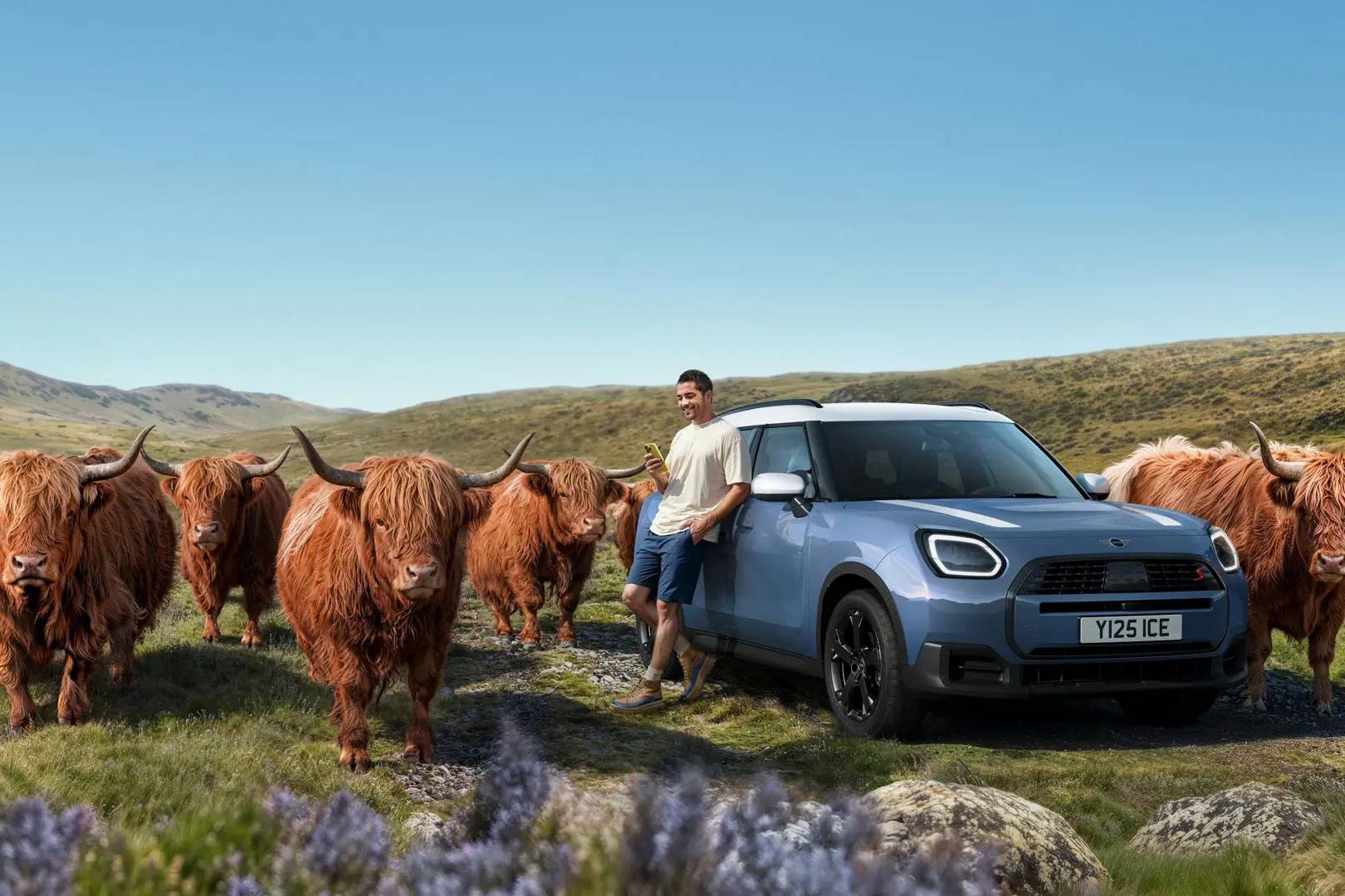 Mini parked in a grassy field surrounded by highland cows
