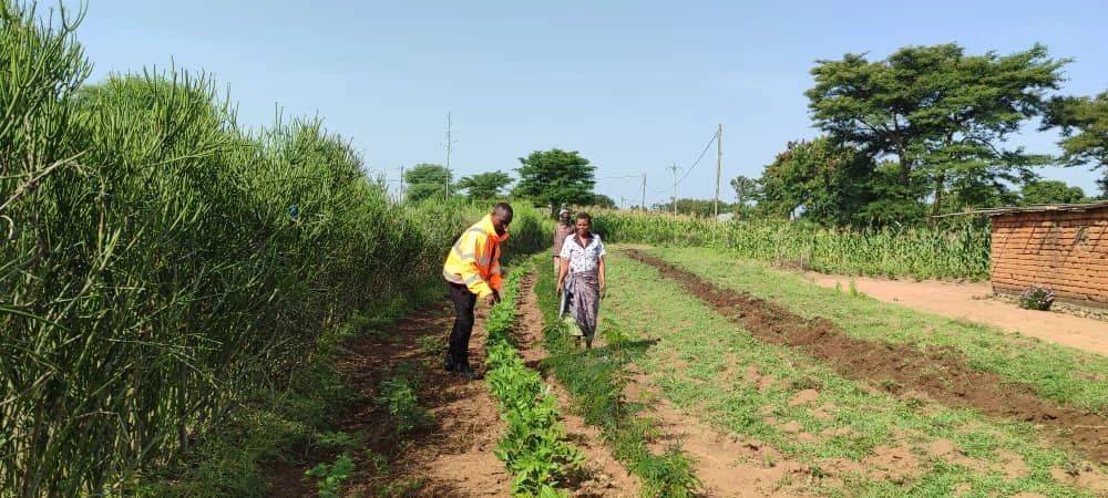 Two people walking and inspecting crops in a lush, green agricultural field on a sunny day, with trees and a small building in the background.