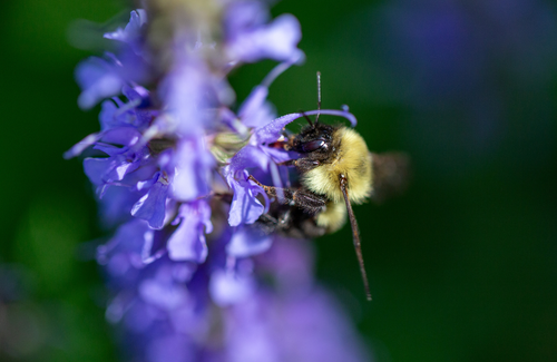 A bee gathers nectar from vibrant purple flowers against a blurred green background.
