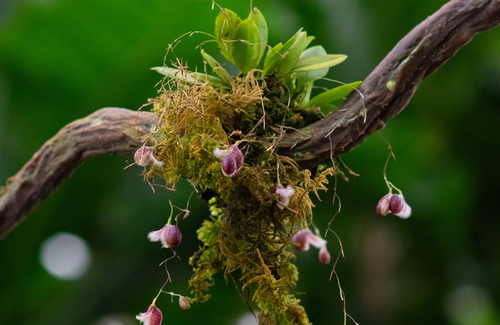 A cluster of small, pink, bell-shaped flowers with fuzzy edges hangs from a moss-covered branch against a blurred green background.
