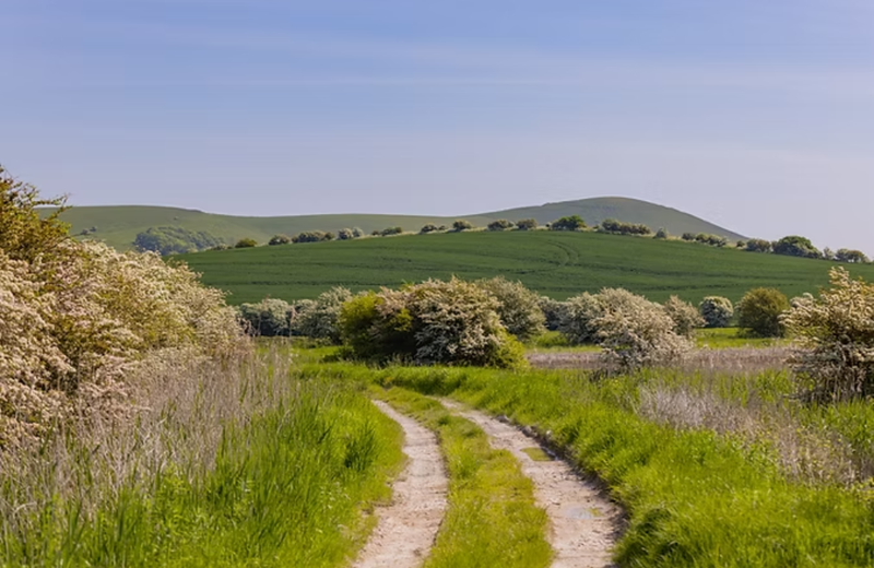 Why biodiversity credits are moving up the corporate sustainability agenda