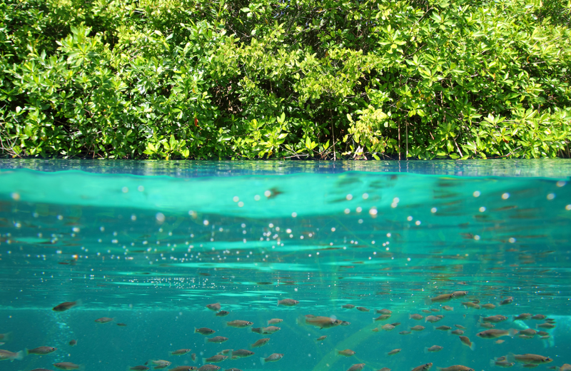 What does nature positive mean?