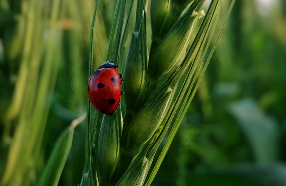 A red ladybug with black spots climbs a green wheat stalk in a lush field, with a blurred background of leaves and plants.