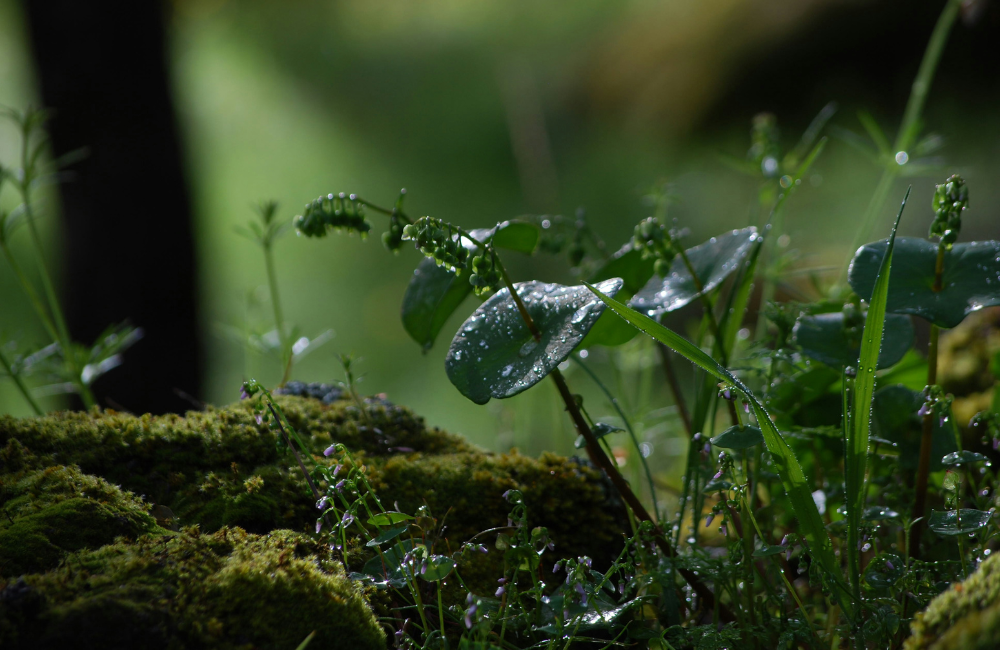 Close-up of lush green plants with raindrops on leaves, surrounded by moss, in a dimly lit natural setting.