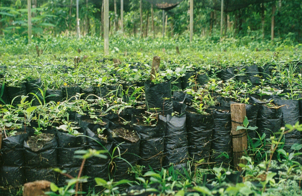 Tree nursery in Nuevo Horizonte