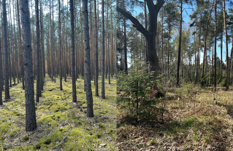 A digital twin for every tree: blending innovation with natural processes is helping Luckaitz Valley flourish