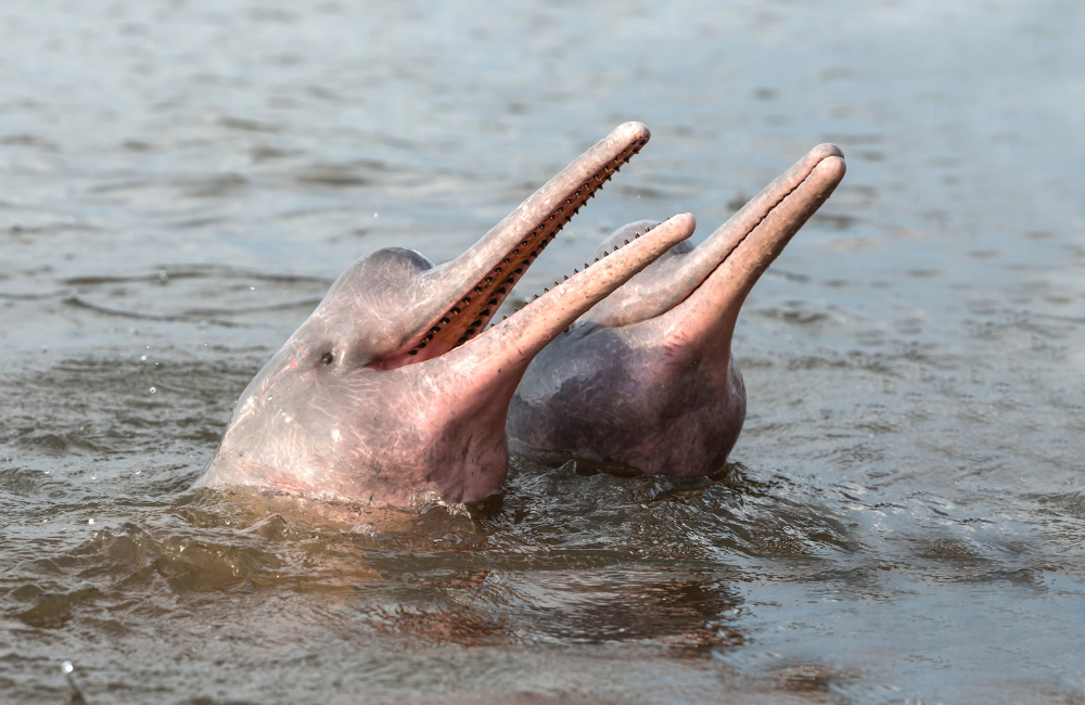 Indus river dolphin