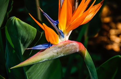 The role of nature-based solutions in protecting threatened plant species