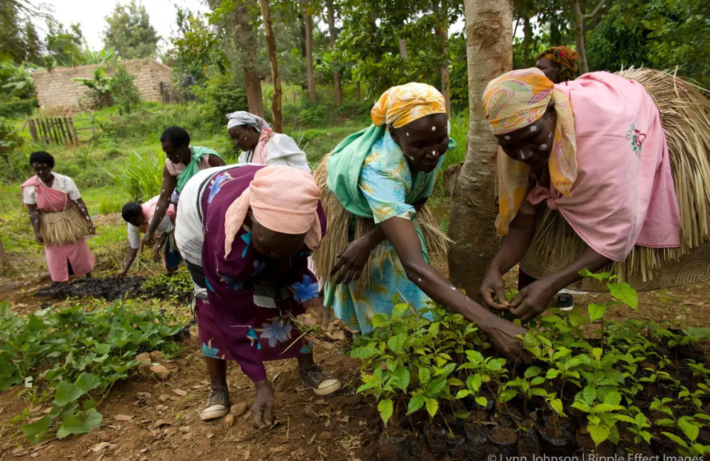 Agroforestry - Mount Kenya, Kenya