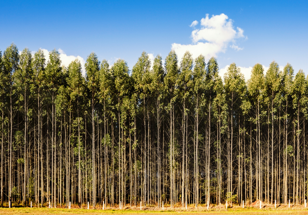 Monoculture tree planting