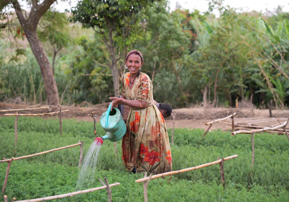 Woman watering seedlings in highland restoration project in Ethiopia