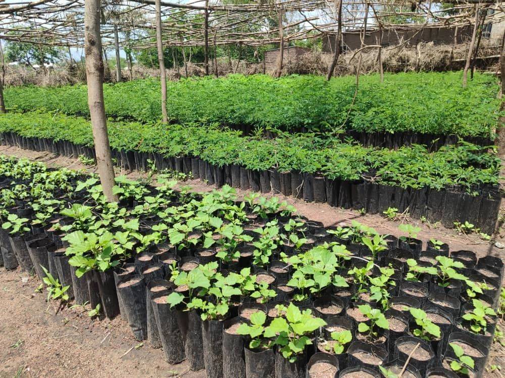 Rows of potted seedlings in a plant nursery with a wooden frame above, surrounded by trees and a clear sky.
