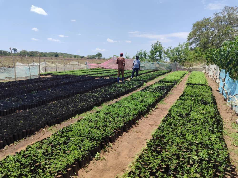 Two people stand in a nursery with rows of green plants under a sunny sky, surrounded by netting and trees in the background.