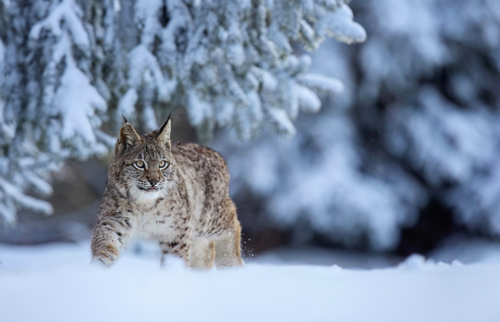 A lynx walking through a snowy forest, with snow-covered branches in the background.