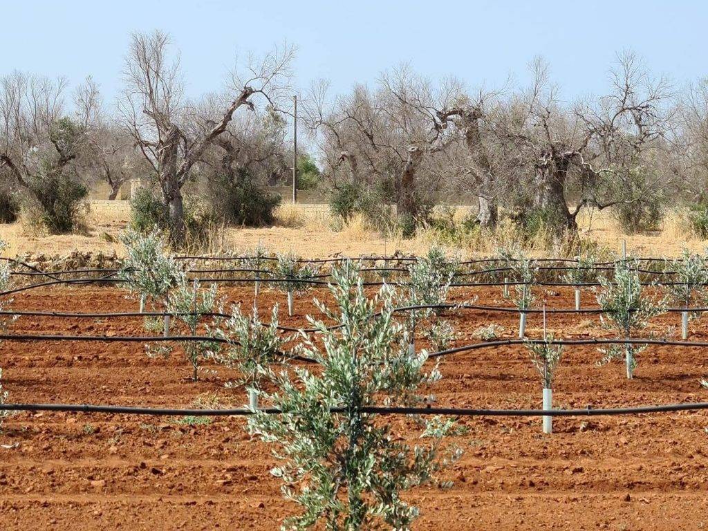 Rows of young olive trees with irrigation systems in a dry, red soil field, surrounded by bare, leafless trees under a clear blue sky.