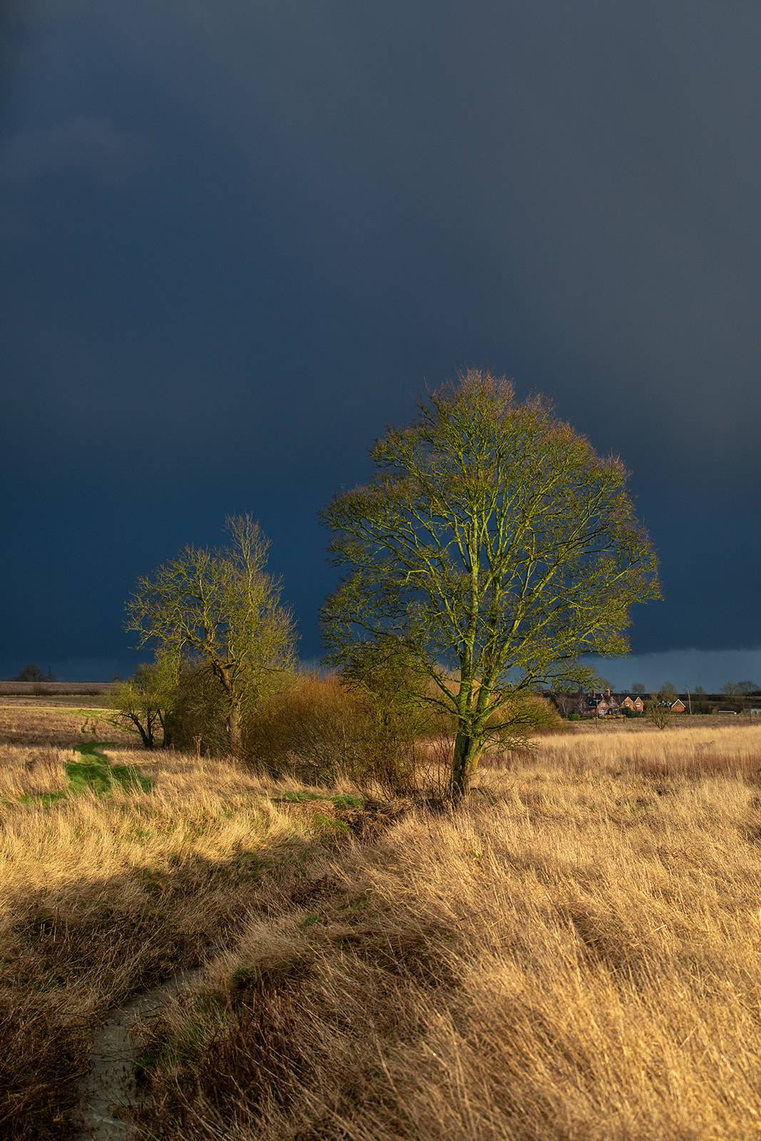 Golden field with trees under a dramatic dark sky; sunlight highlights the grass and trees, with small houses in the distant background.