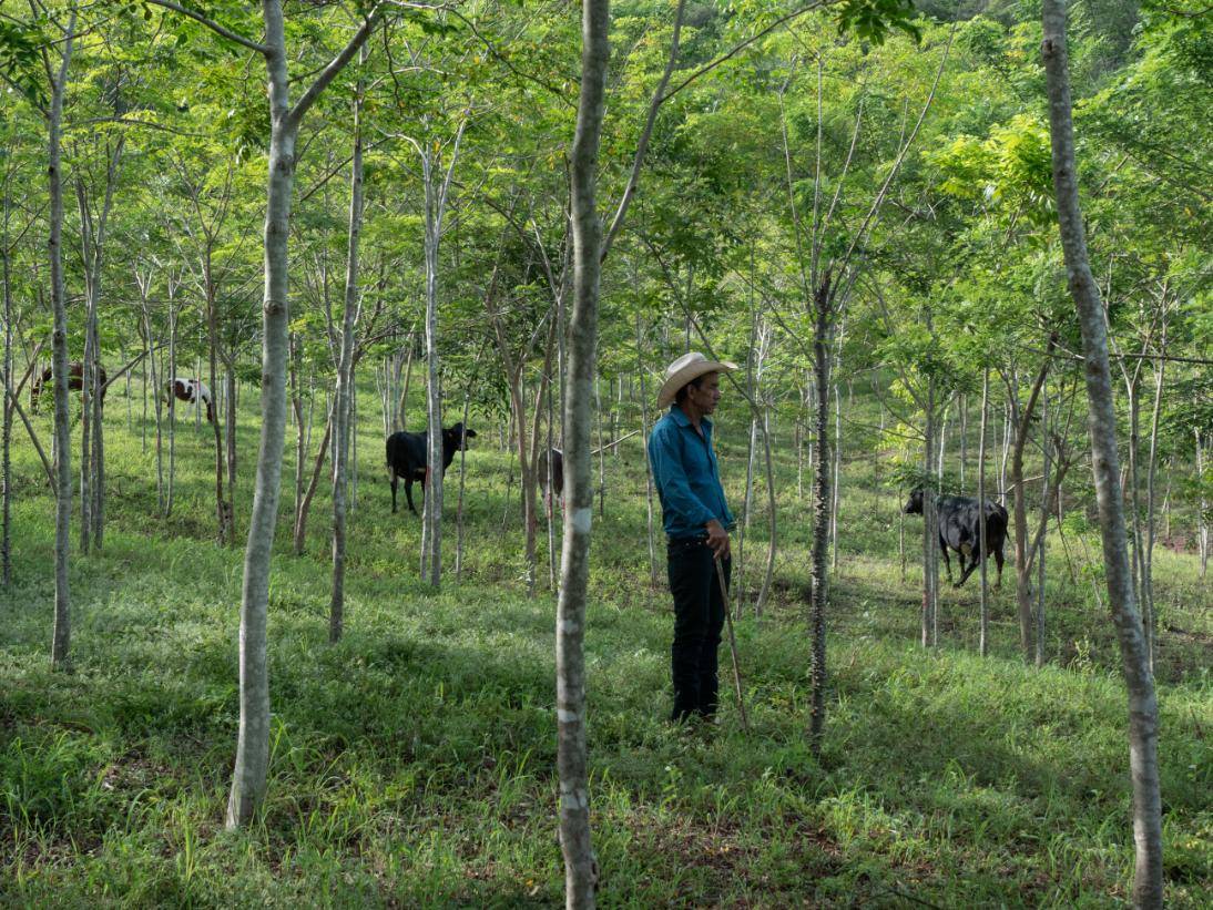 A person in a blue shirt and hat stands among trees in a lush forest, observing cattle grazing in the background.