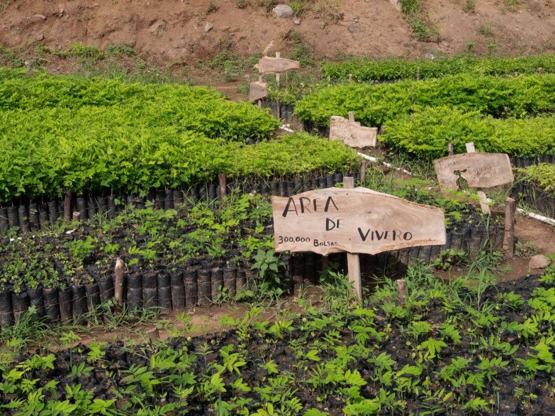 Rows of young plants in a nursery with signs reading "Área de Vivero" and "300,000 Bolsas" indicating the seedling plantation area.