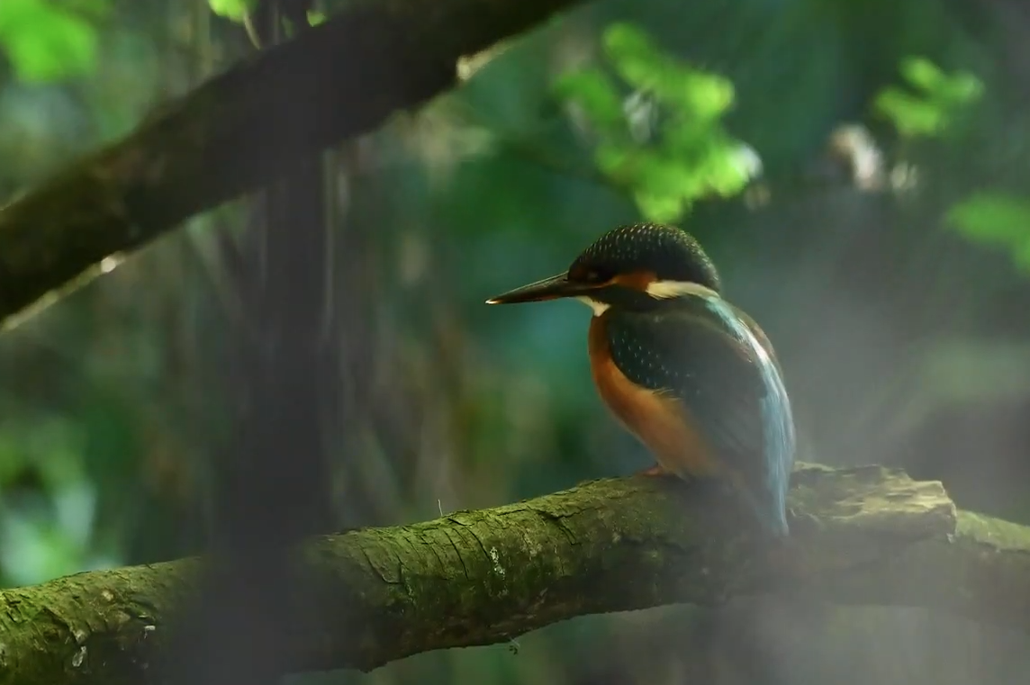 A vibrant kingfisher perches on a mossy branch in a lush, sunlit forest setting.