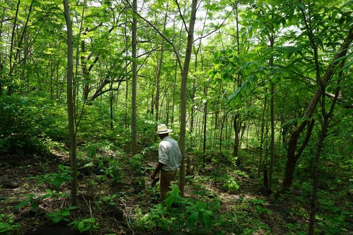 A person wearing a hat walks through a lush, green forest with tall trees and dense undergrowth, under a clear sky.