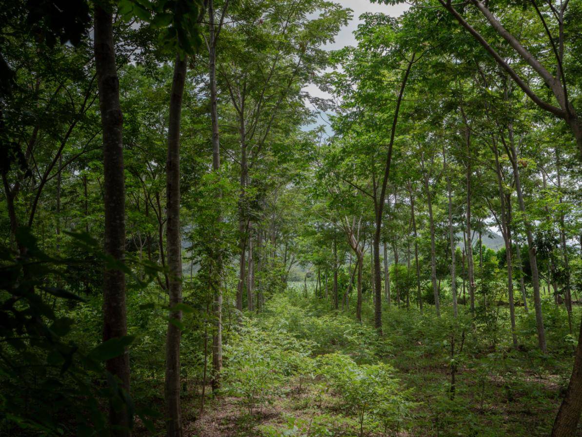 Lush, green forest with tall trees and dense foliage, sunlight filtering through the canopy creating a serene and tranquil atmosphere.