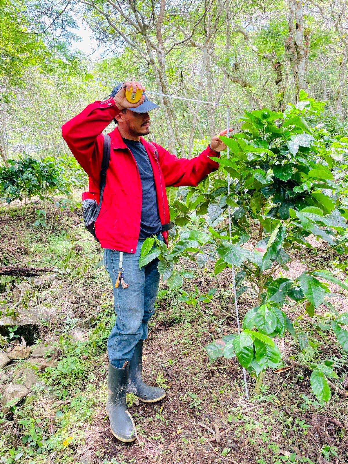 A person in a red jacket and cap measures the height of a plant in a lush, green forest using a measuring tape.