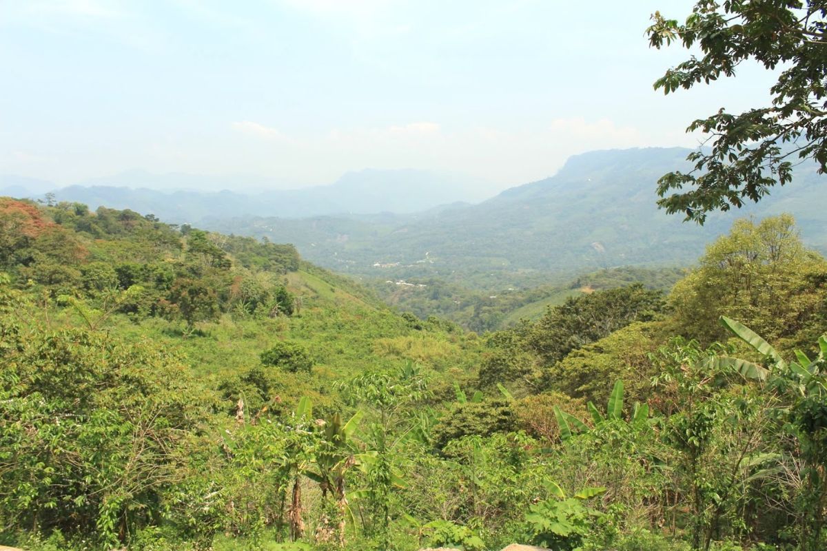 A forest in Chiapas and Oaxaca, Mexico, where the Scolel'te project is located