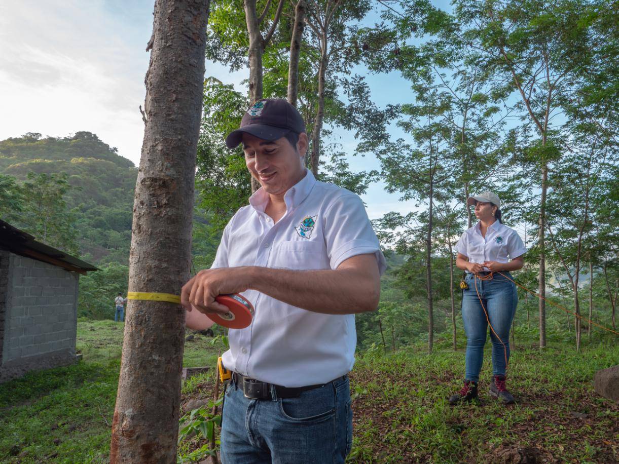 Two people in white shirts measuring a tree with tape in a forested area, with lush greenery and hills in the background.